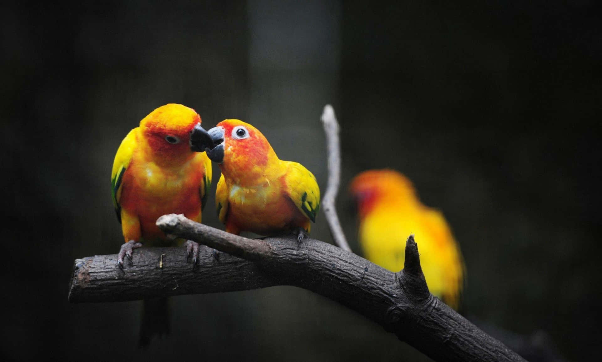 Love Birds 桌布 壁紙 — 兩隻色彩鮮豔的太陽錐尾鸚鵡緊貼在深色樹枝上，在模糊的森林背景下，溫柔地互相磨蹭鳥喙。