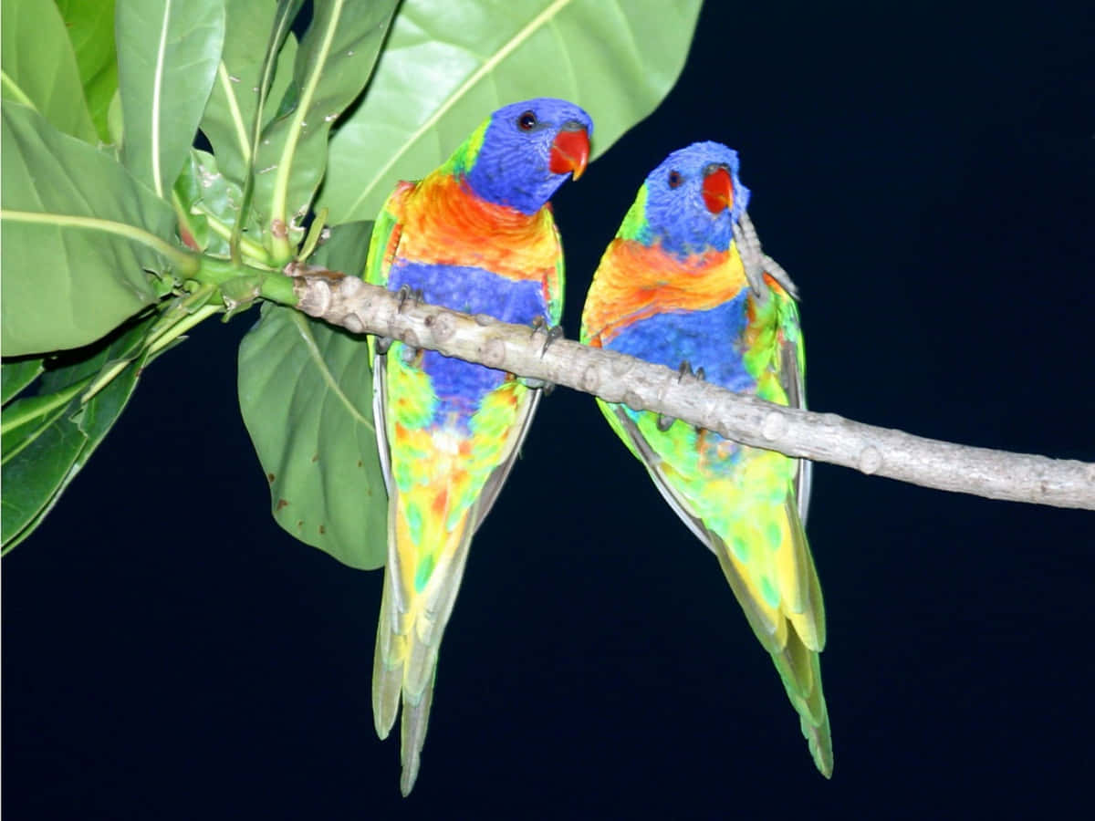 Love Birds 桌布 壁紙 — 兩隻色彩鮮豔的彩虹鸚鵡在漆黑的夜空下，緊密地棲息在長滿翠綠葉子的樹枝上。