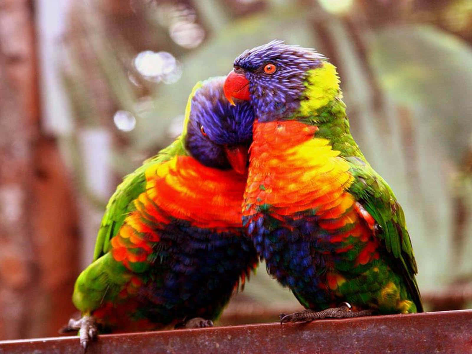 Love Birds 桌布 壁紙 — 兩隻色彩鮮豔的彩虹鸚鵡緊緊依偎在一根生鏽的鐵桿上，牠們多彩的羽毛在柔和自然光下閃耀。