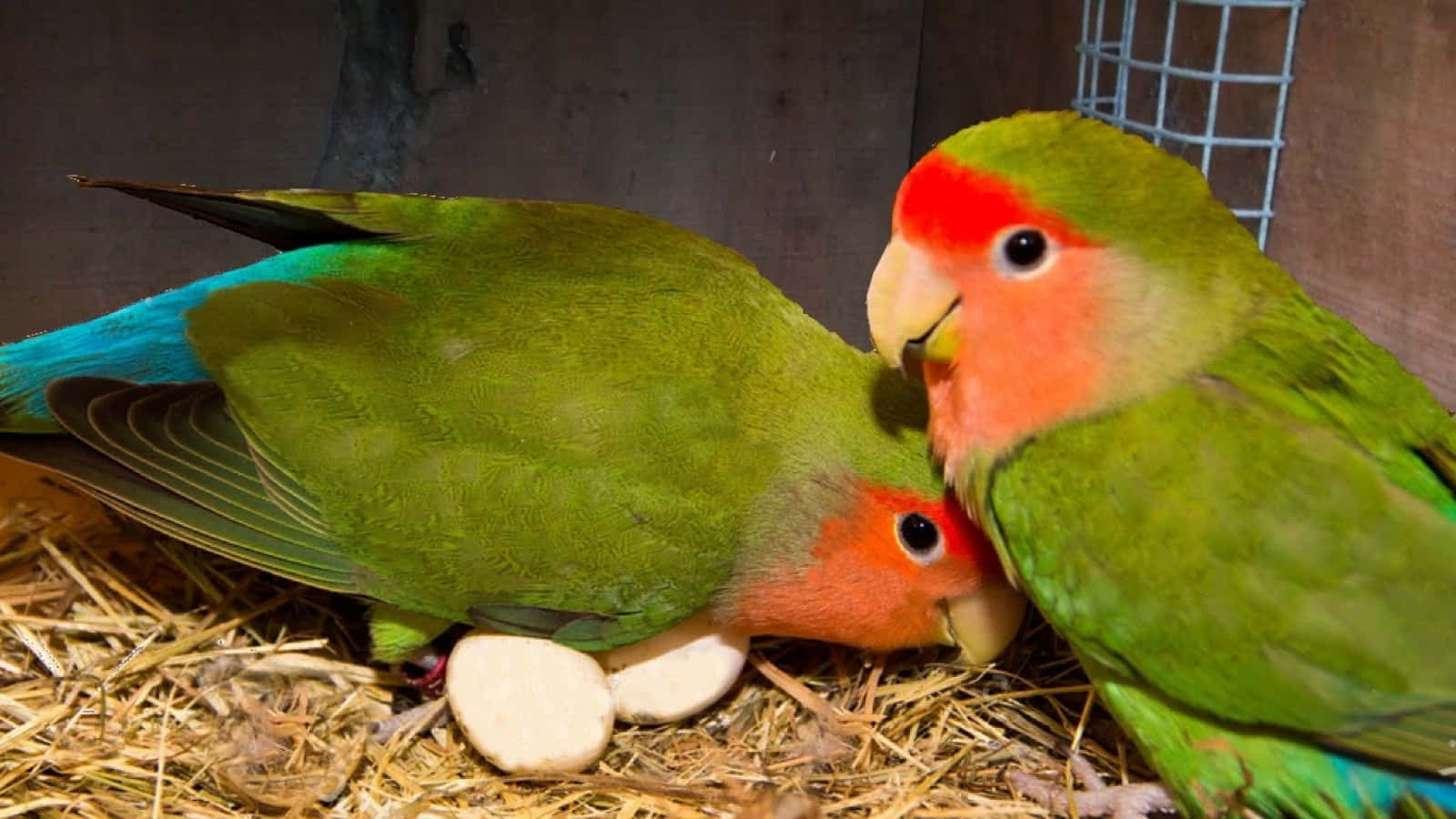Love Birds 桌布 壁紙 — 兩隻色彩鮮豔的愛情鳥，粉紅色的臉和綠色的翅膀，在鐵絲籠裡的稻草上一起築巢，旁邊有白色的蛋。