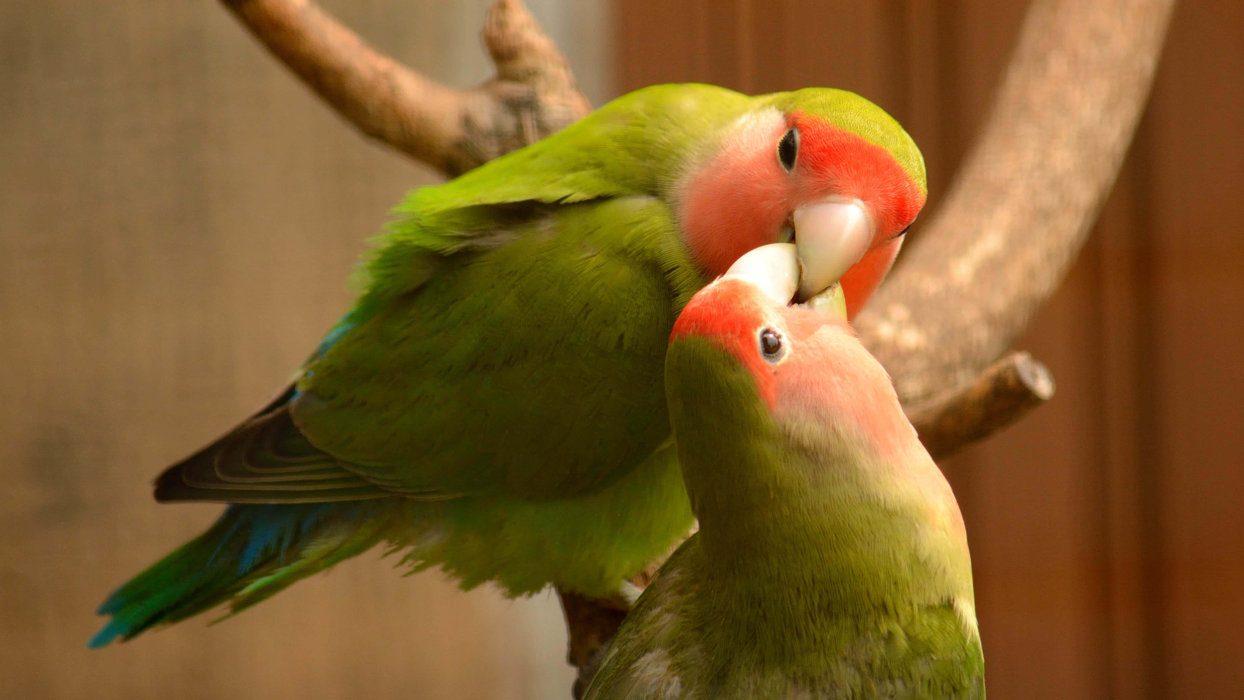 Love Birds 桌布 壁紙 — 兩隻色彩鮮豔的愛情鳥，粉紅色的臉龐和綠色的羽毛，在木枝上溫柔地互相依偎。