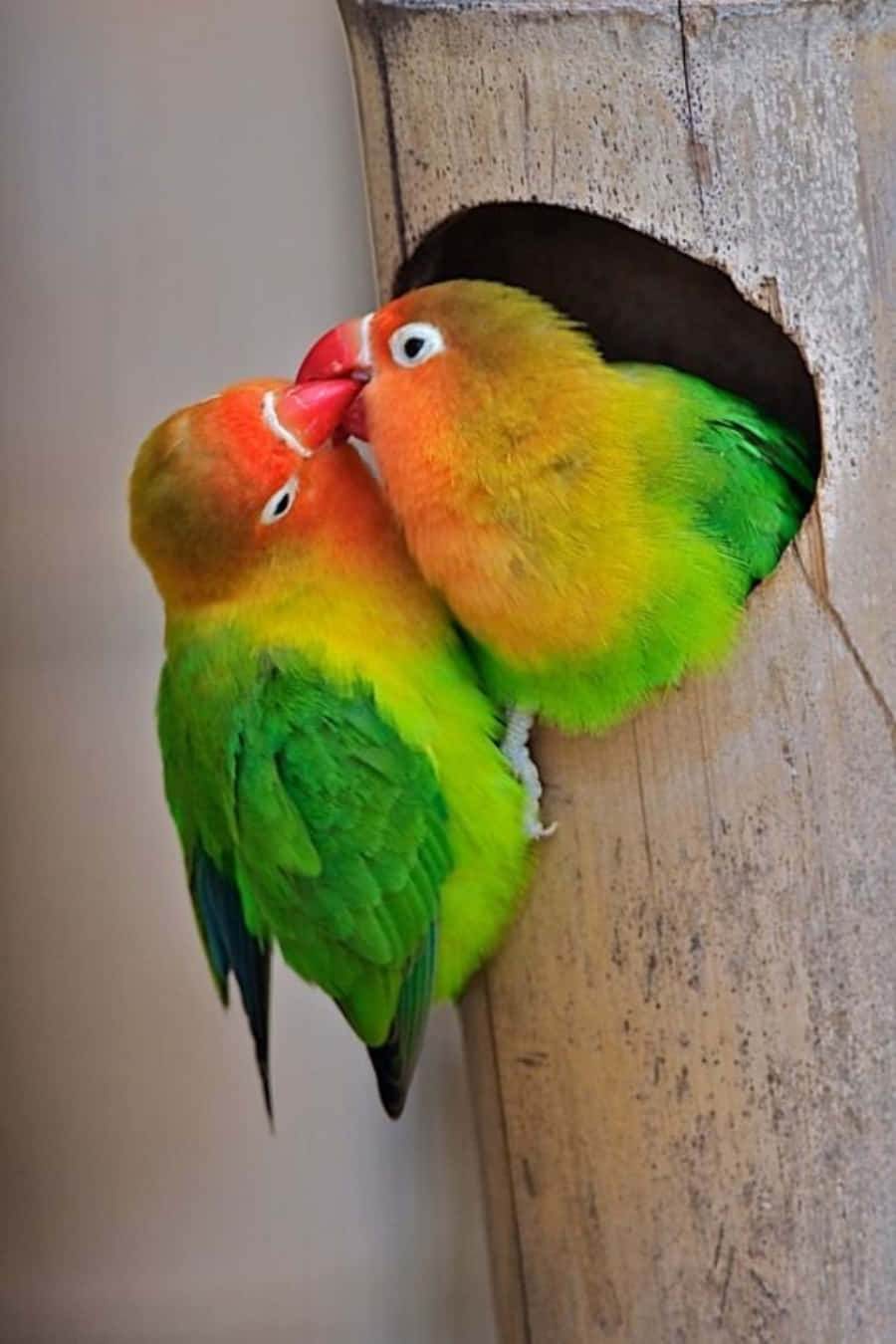 Love Birds 桌布 壁紙 — 兩隻色彩鮮豔的愛情鳥，頭部橙色、翅膀綠色，在木製巢箱入口親暱地依偎。