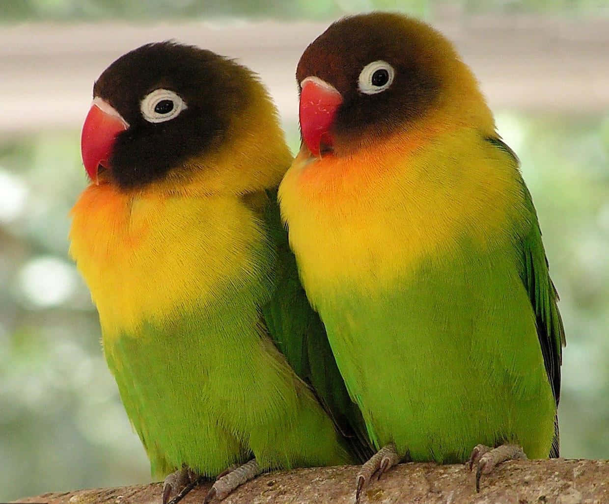 Love Birds 桌布 壁紙 — 兩隻色彩鮮豔的愛情鳥，頭部黑色，胸部黃綠色，緊緊地棲息在樹枝上。