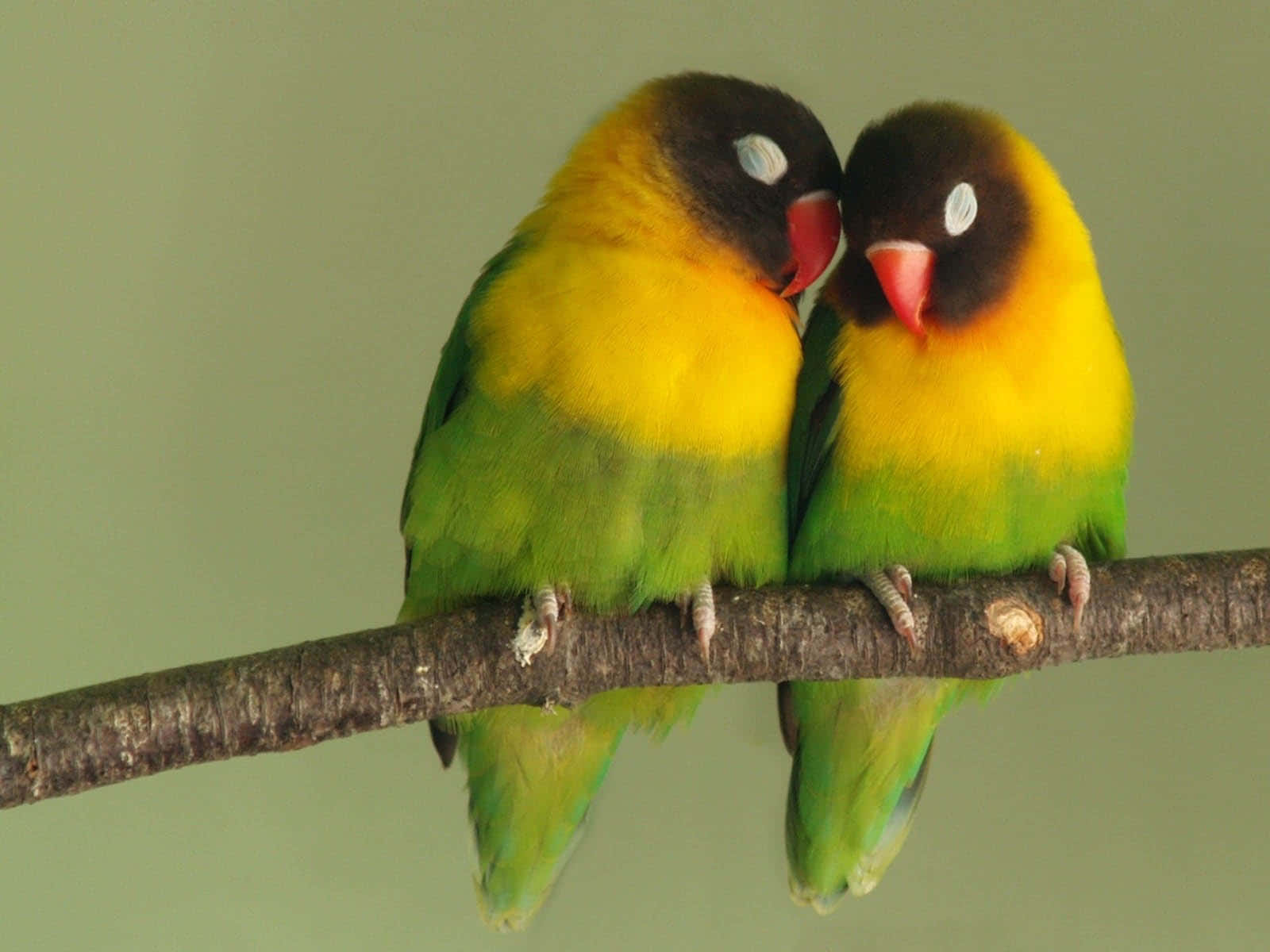 Love Birds 桌布 壁紙 — 兩隻色彩鮮豔的愛情鳥，黑色頭部、黃色胸部、綠色翅膀，緊密地棲息在粗糙的樹枝上。