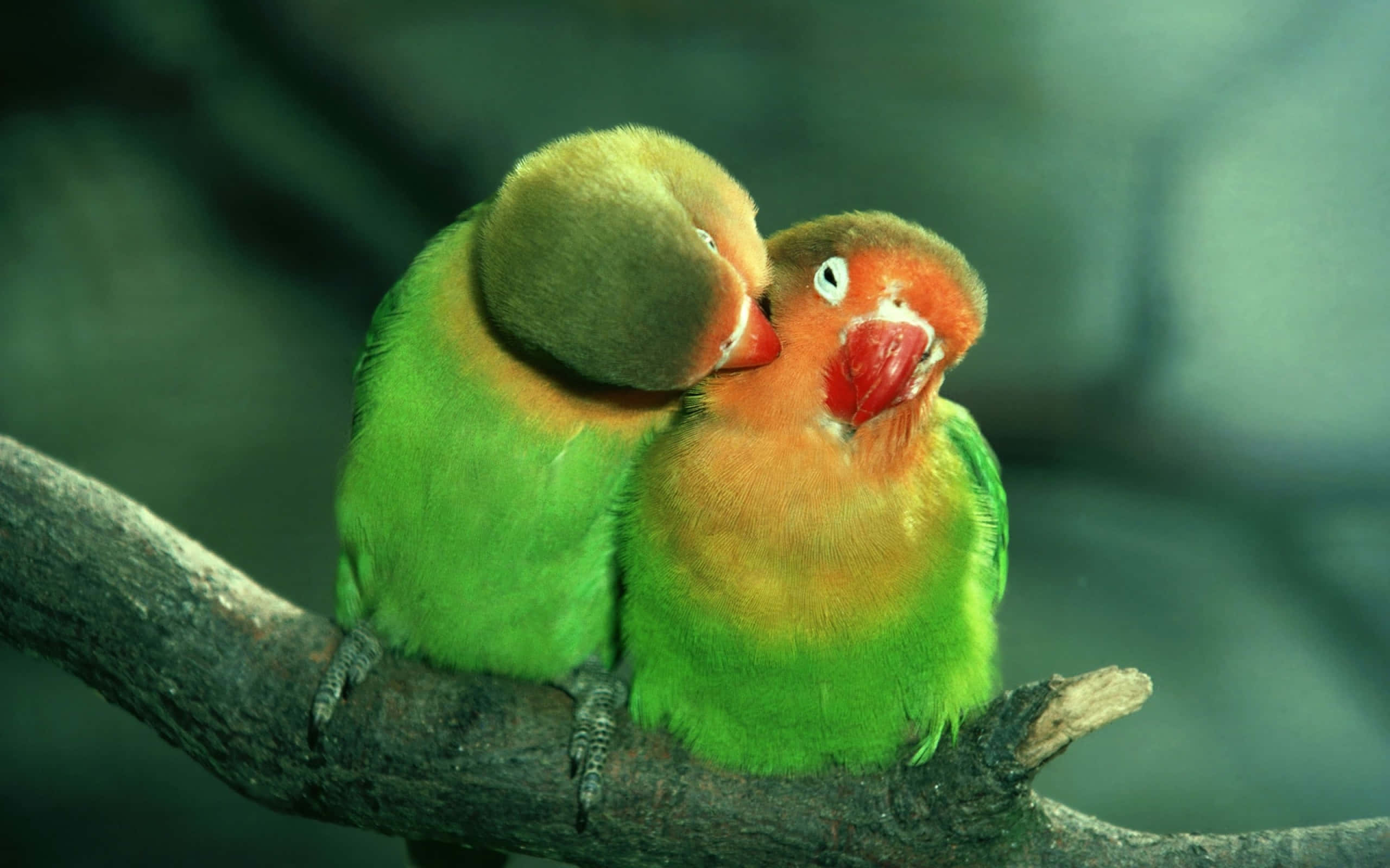 Love Birds 桌布 壁紙 — 兩隻色彩鮮豔的愛情鳥緊密地棲息在樹枝上，一隻溫柔地依偎著另一隻。