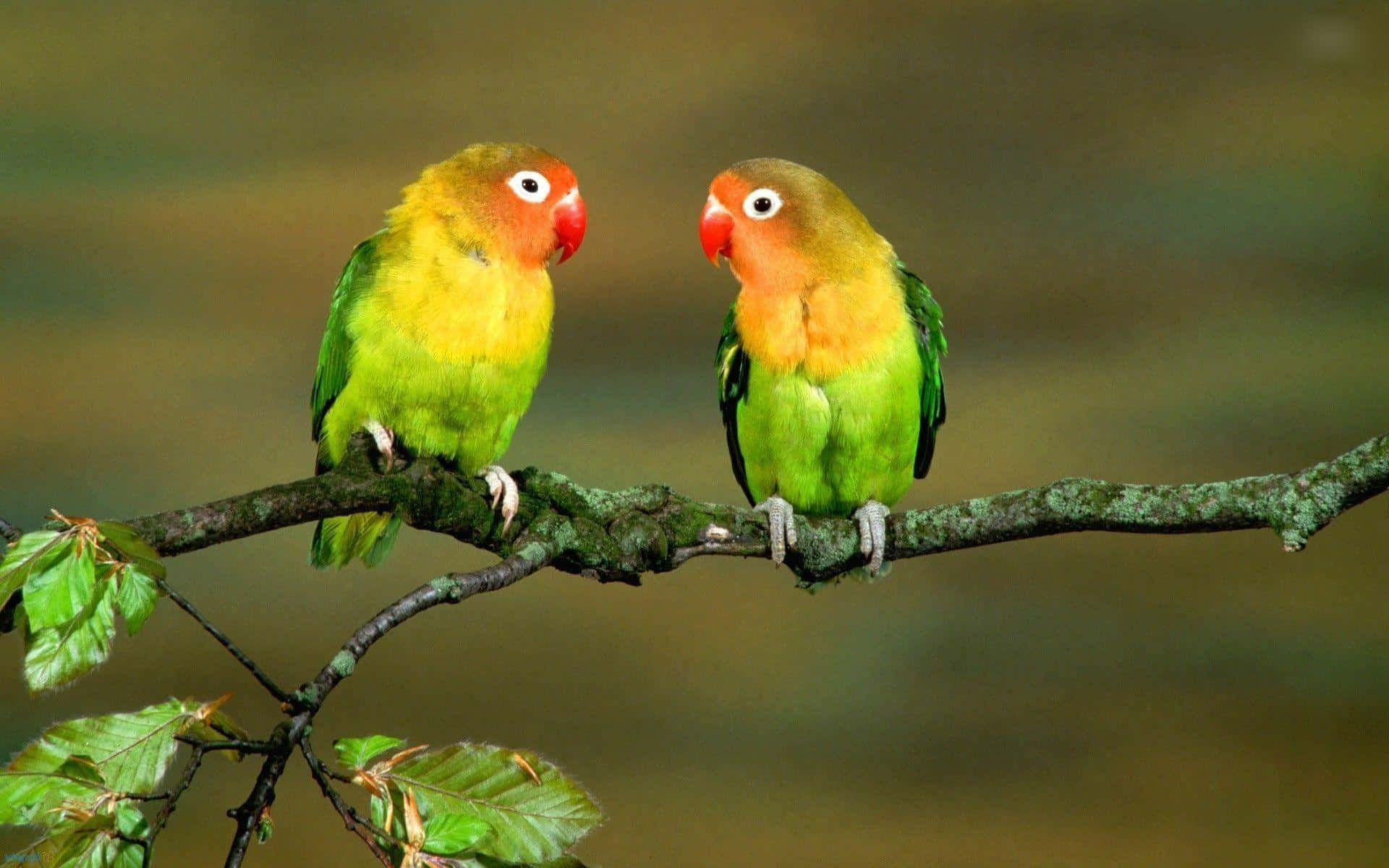 Love Birds 桌布 壁紙 — 兩隻色彩鮮豔的愛情鳥緊貼地棲息在長滿苔蘚的樹枝上，在柔和模糊的森林背景下互相凝視。