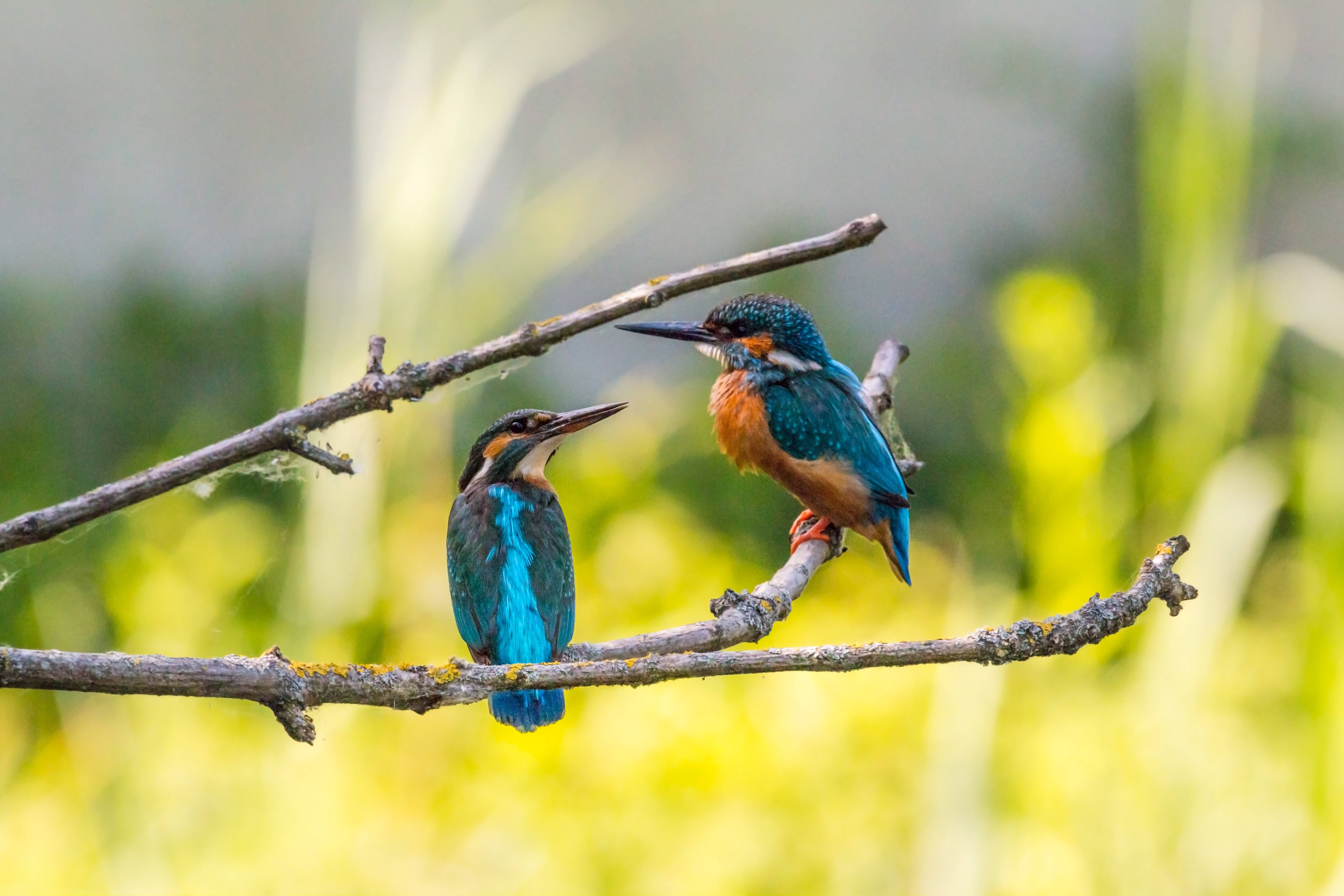 birds 桌布 壁紙 — 兩隻色彩鮮豔的翠鳥棲息在長滿苔蘚的樹枝上，背景是柔和的綠色模糊效果。