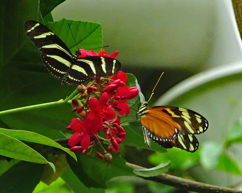 Butterfly Zoo 桌布 壁紙 — 兩隻色彩鮮豔的蝴蝶，翅膀呈黑色、黃色和橙色，輕盈地停在翠綠葉叢中的鮮紅色花朵上。