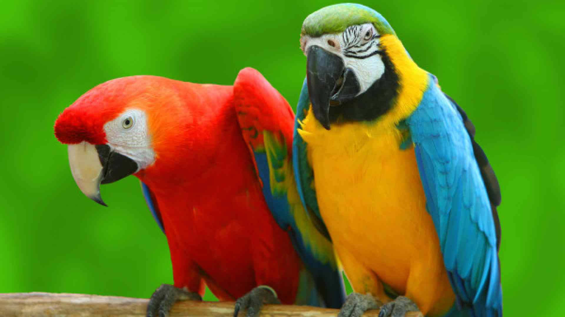 動物 桌布 壁紙 — 兩隻色彩鮮豔的金剛鸚鵡，一紅一藍黃，並排棲息在樹枝上，背景是鬱鬱蔥蔥的綠色。