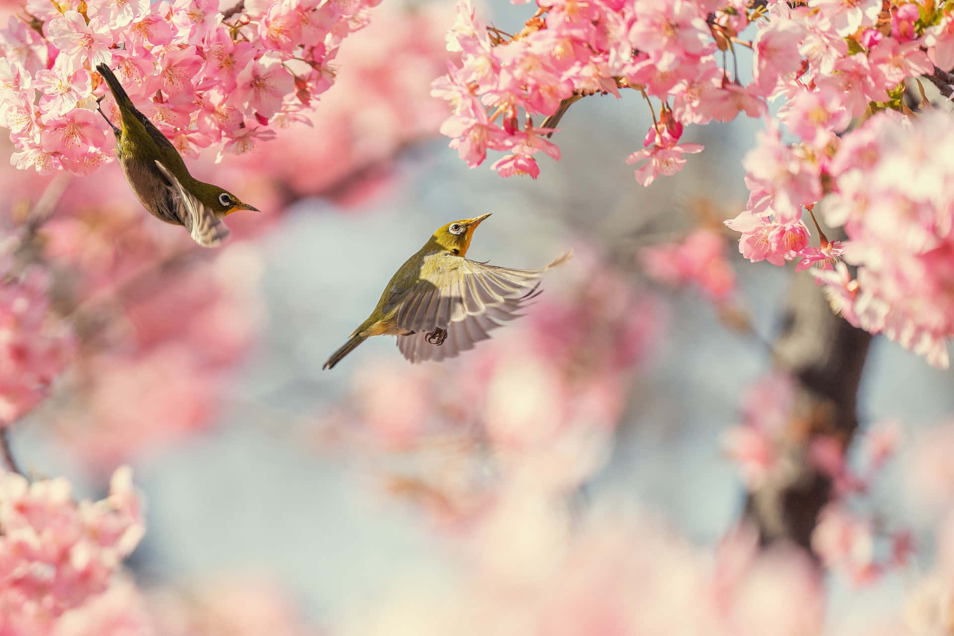 Spring Birds 桌布 壁紙 — 兩隻色彩鮮豔的鳥兒在陽光普照的春日場景中，優雅地在柔和的粉紅櫻花間翱翔。
