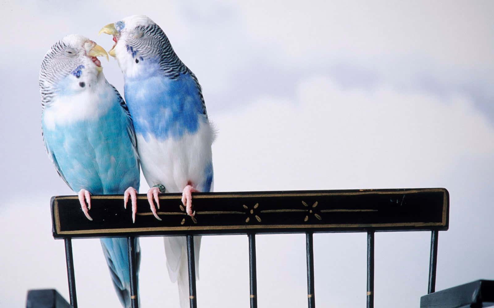 Beautiful Birds 桌布 壁紙 — 兩隻藍白色虎皮鸚鵡棲息在黑色欄杆上，張開喙，彷彿在柔和的陰天天空下歌唱。