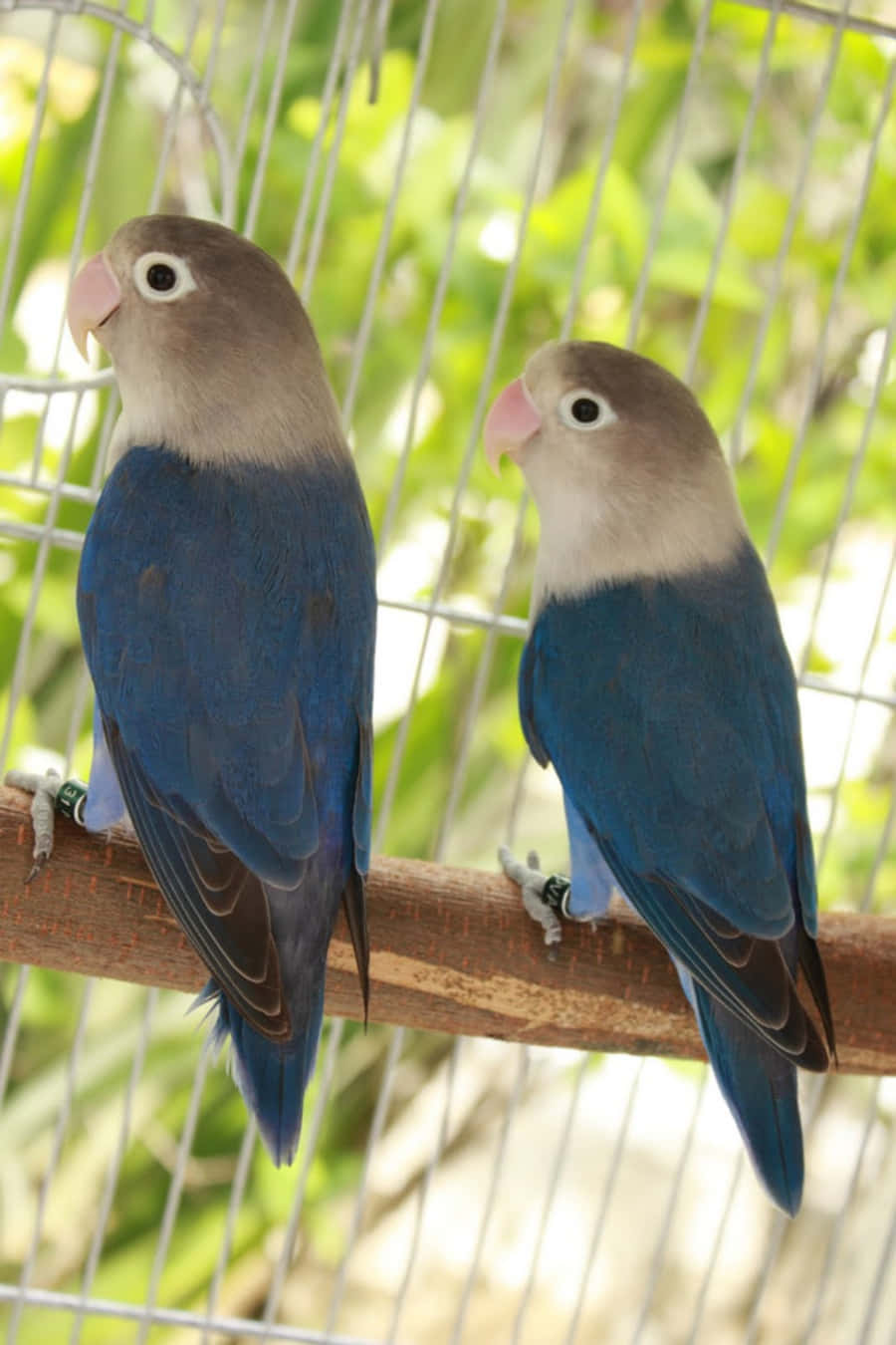 Love Birds 桌布 壁紙 — 兩隻藍色同灰色嘅愛情鳥並排企喺鐵籠入面嘅木條上，背景有模糊嘅綠色樹葉。
