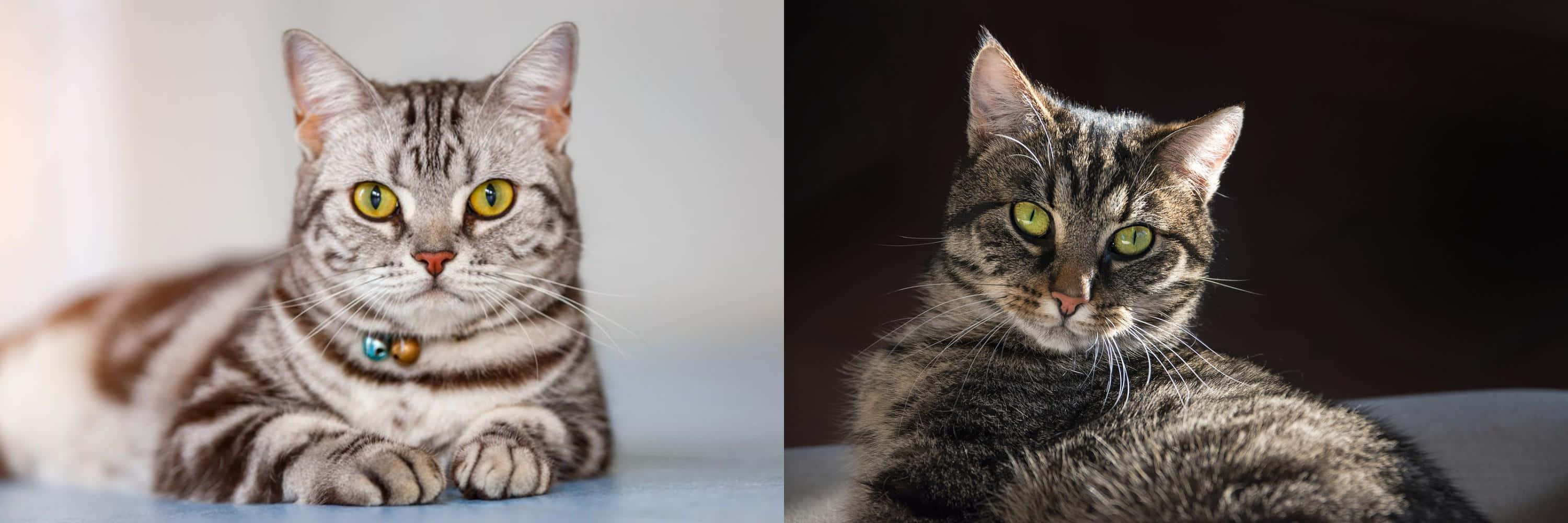 European Shorthair 桌布 壁紙 — 兩隻虎斑貓有著引人注目的黃色眼睛，向前凝視，一隻在柔和光線中，另一隻在深色背景下。