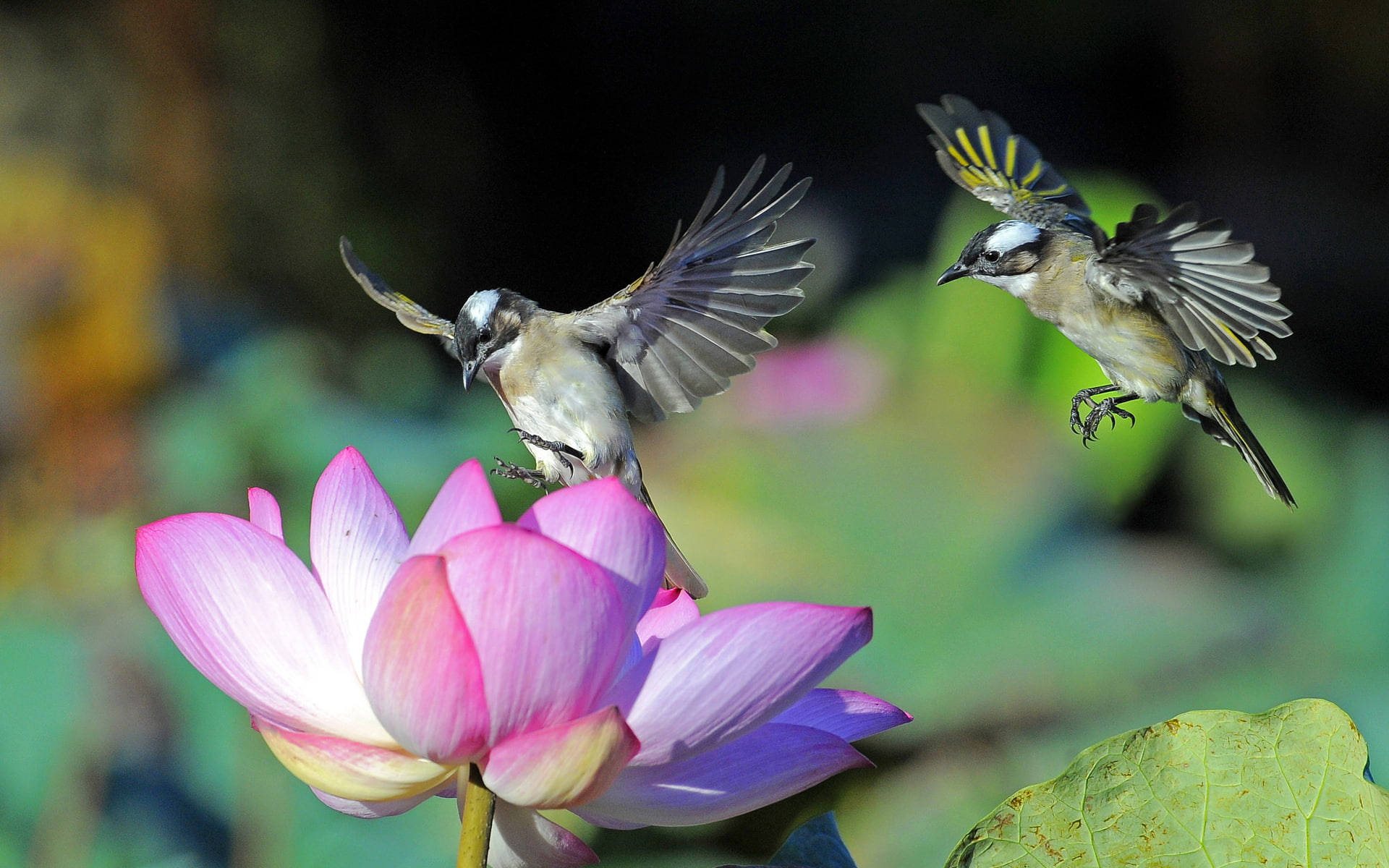 兩隻蜂鳥飛越蓮花 壁紙 — 兩隻鳥在飛行中盤旋於一朵鮮豔的粉紅色蓮花附近，背景是柔和模糊的綠色。