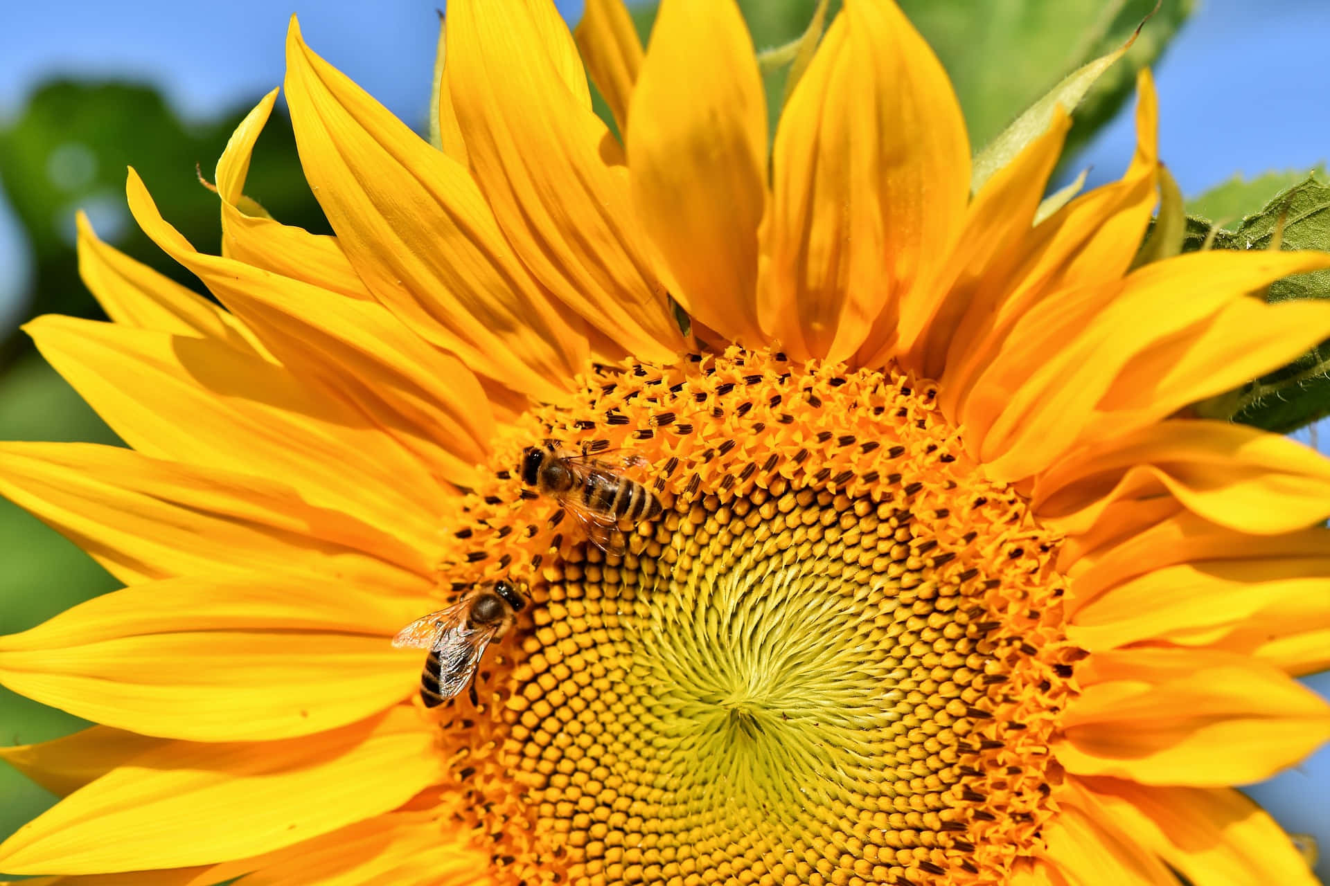 Spring Bees 桌布 壁紙 — 兩隻蜜蜂在明亮的藍天下勤奮地為鮮黃色的向日葵授粉。