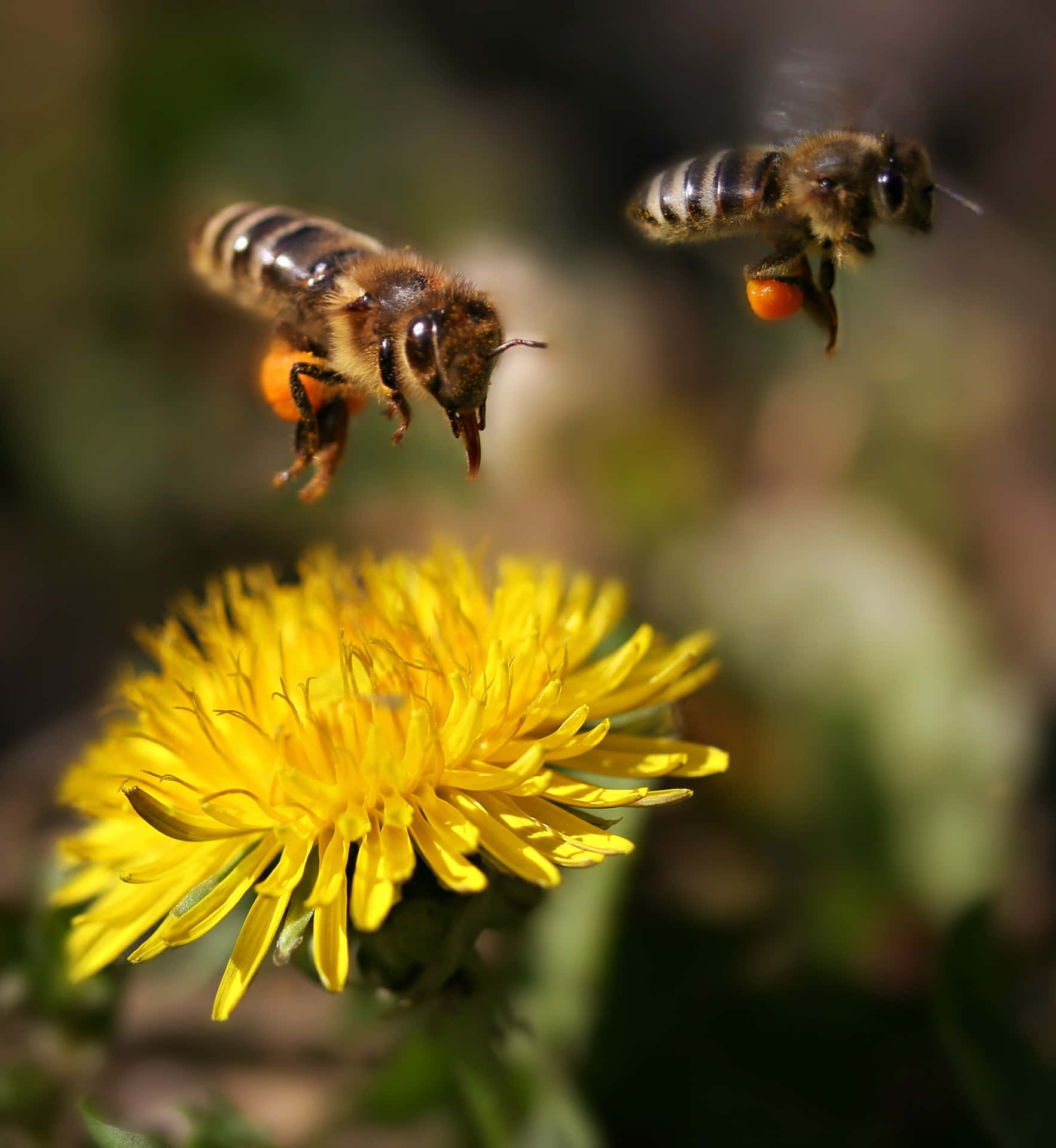 Spring Bees 桌布 壁紙 — 兩隻蜜蜂在陽光普照的花園中，於一朵鮮黃色蒲公英附近飛行。