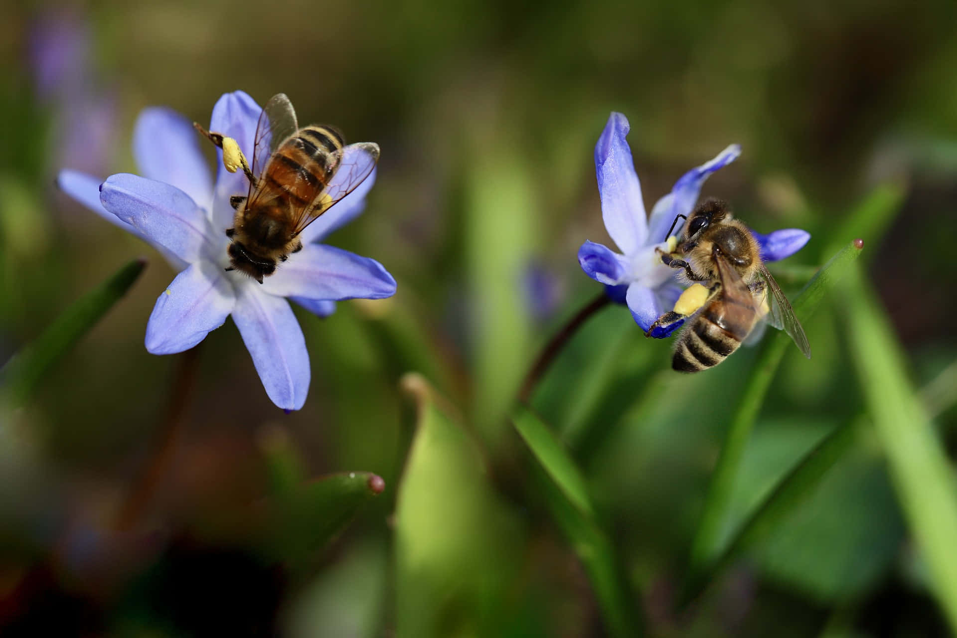 Spring Bees 桌布 壁紙 — 兩隻蜜蜂在陽光普照的花園中，於柔軟綠色葉片襯托下的精緻藍色花朵上方盤旋。