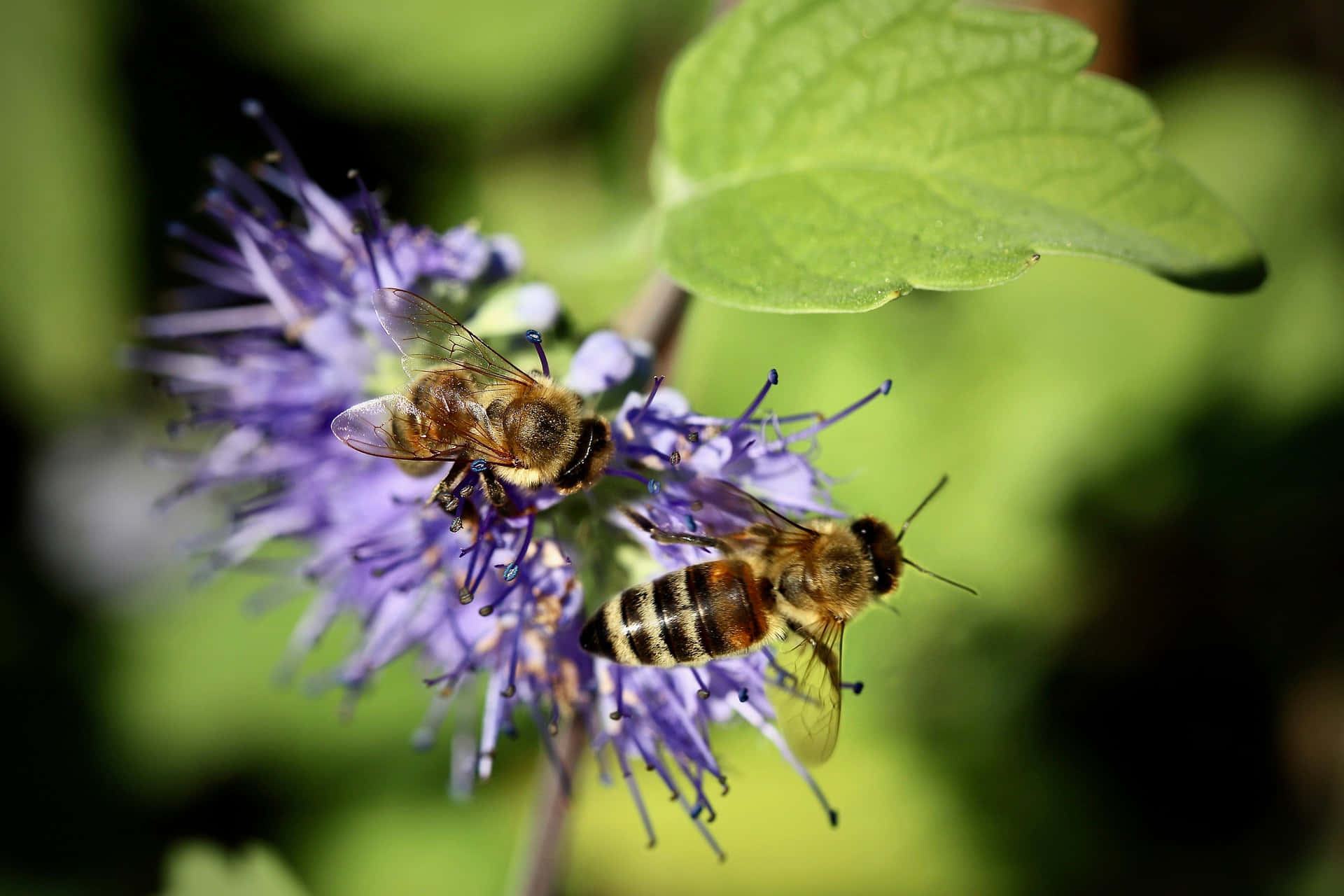 Spring Bees 桌布 壁紙 — 兩隻蜜蜂盤旋並降落在一朵鮮豔的紫色花朵上，伴隨著茂盛的綠葉，背景柔和模糊。