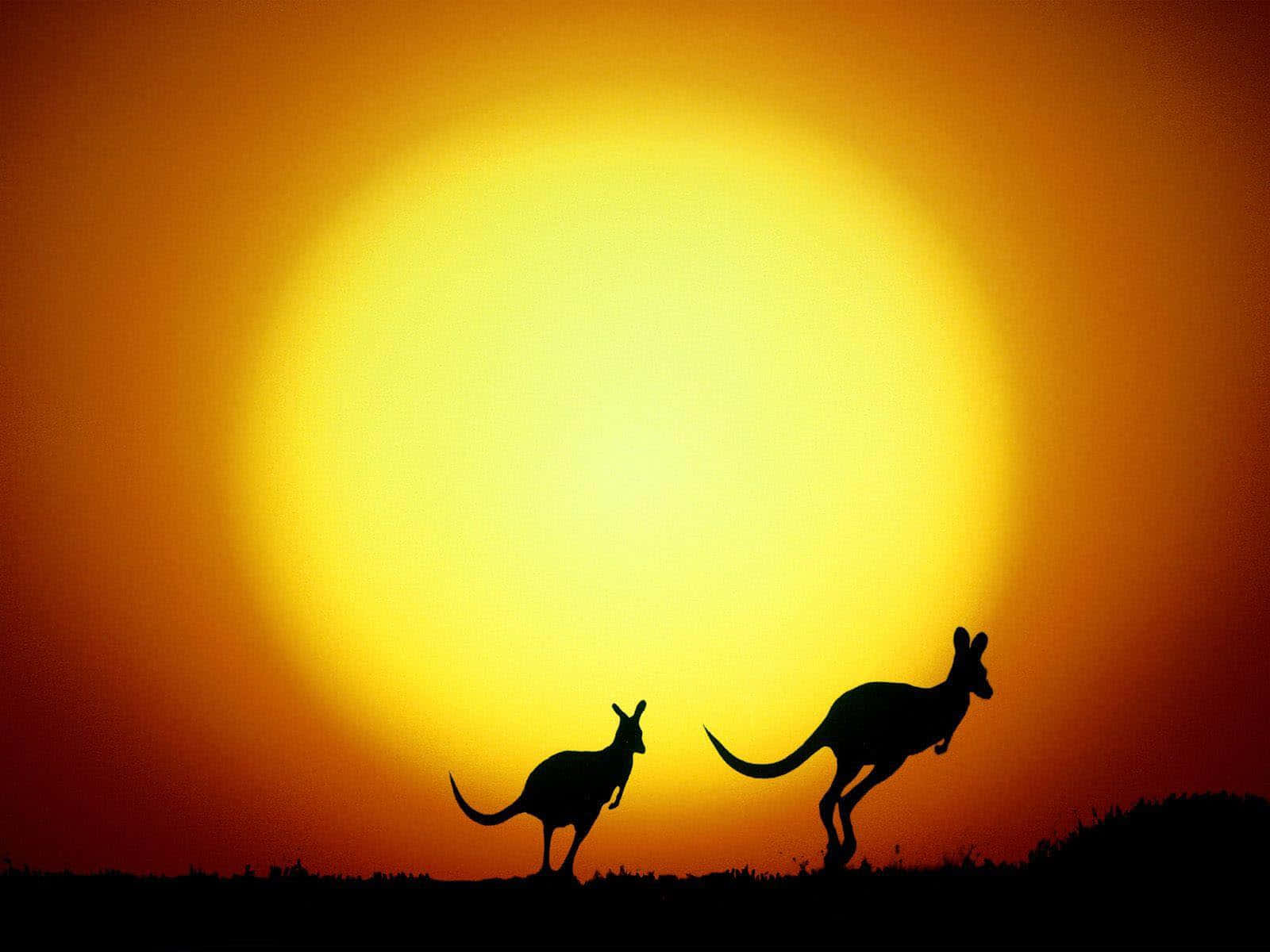 Australia 桌布 壁紙 — 兩隻袋鼠剪影在日落時分躍向巨大的發光太陽。