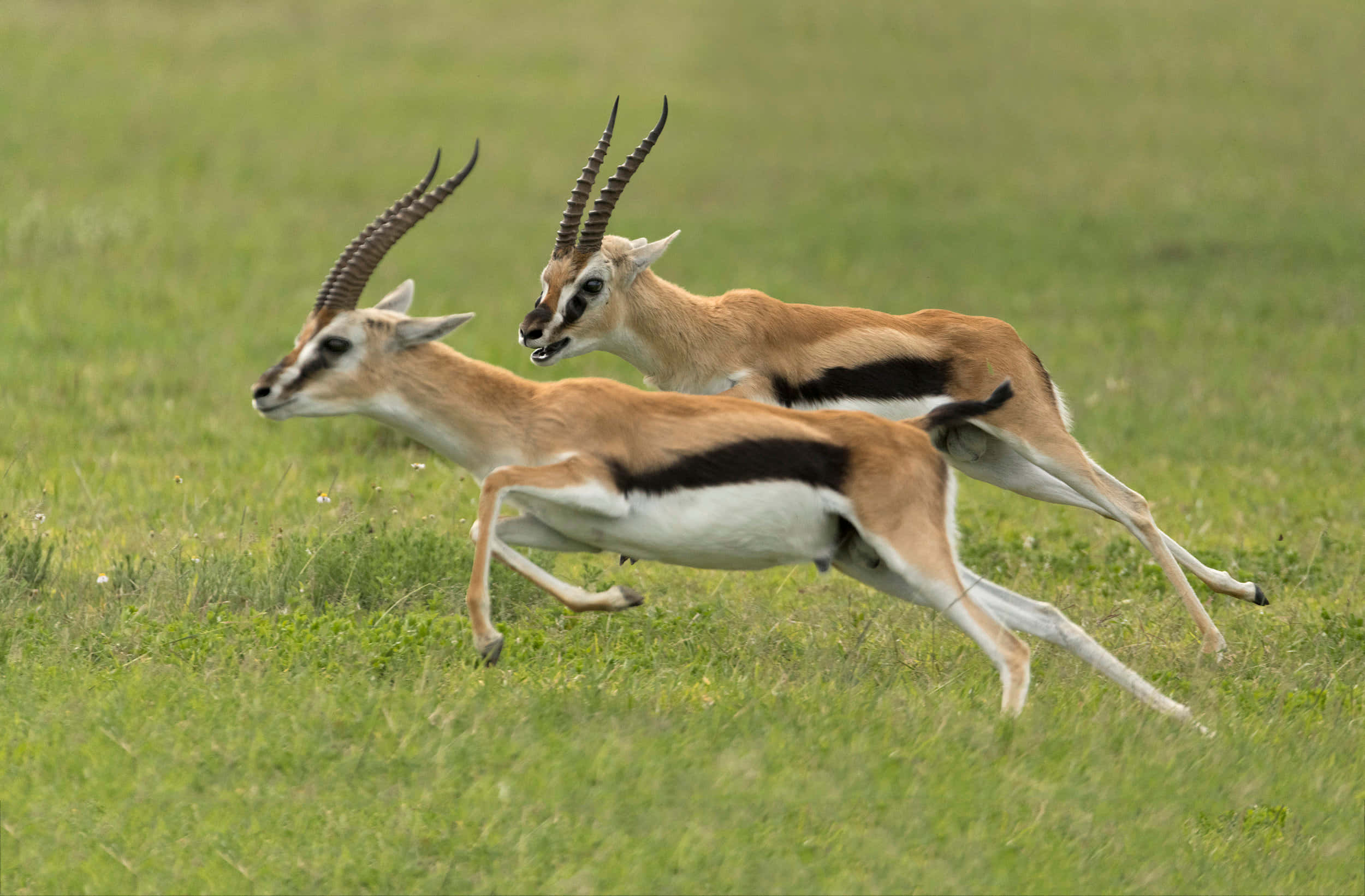 Gazelle 桌布 壁紙 — 兩隻跳羚以優雅的動作和尖銳的角在充滿活力的綠色草地上疾馳。