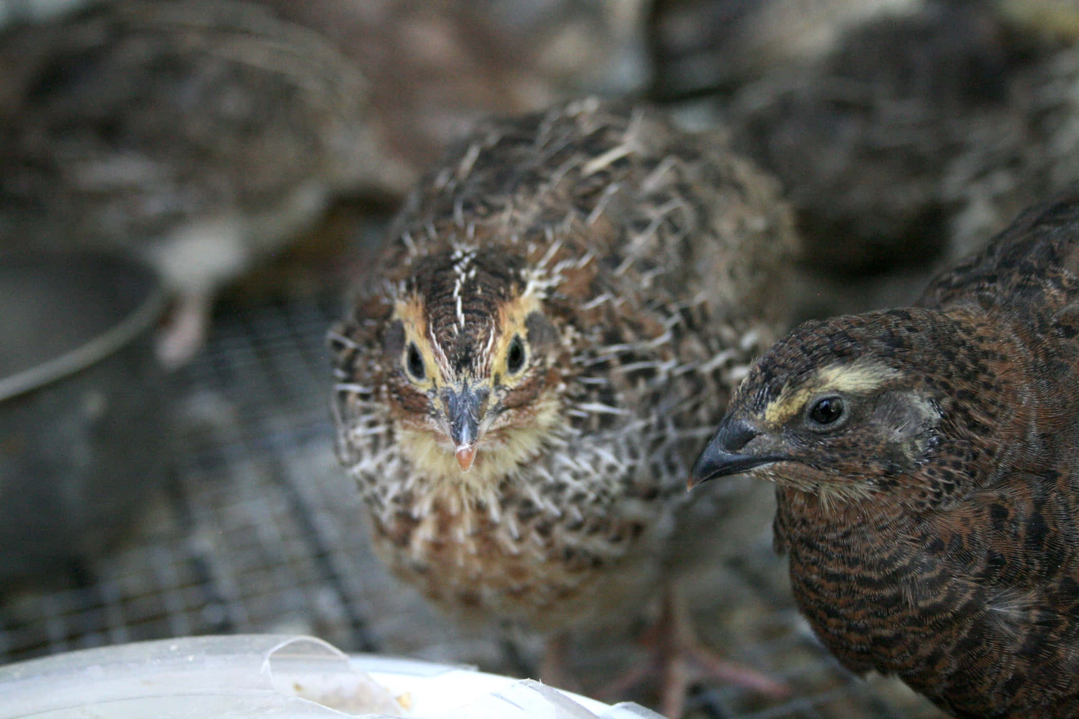 Quail 桌布 壁紙 — 兩隻近距離的鵪鶉，帶有斑駁的棕色羽毛，從鐵絲籠內好奇地窺視。
