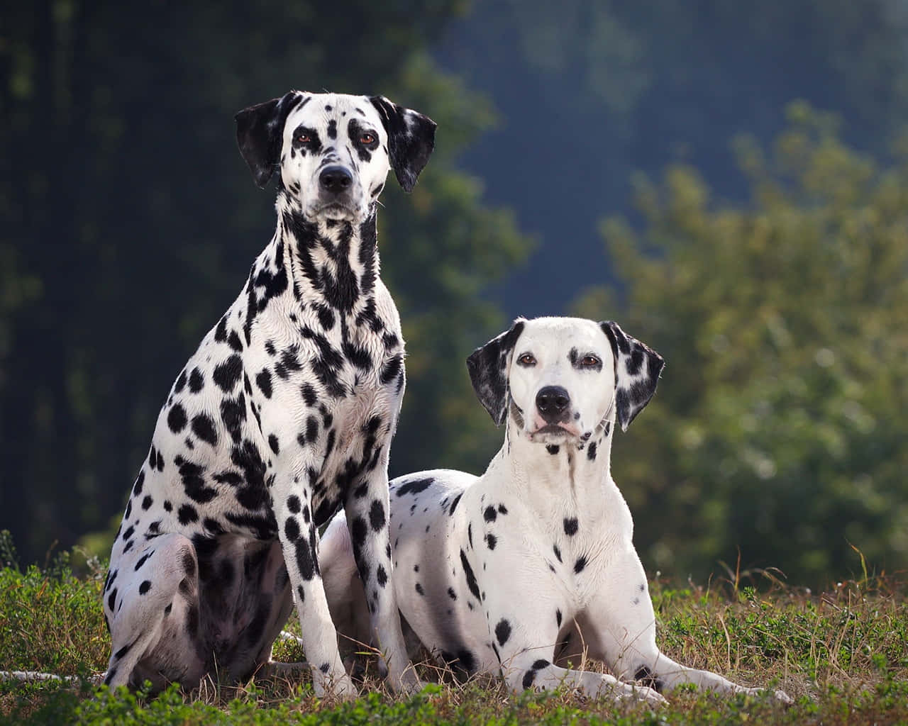 達爾馬提亞犬圖片 — 斑點狗 壁紙