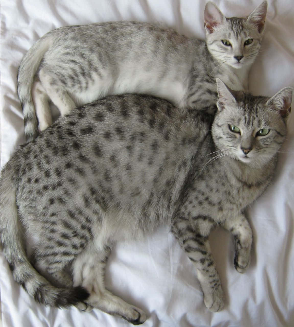 Egyptian Mau 桌布 壁紙 — 兩隻銀色斑點貓舒適地一起躺在白色皺巴巴的床單上，平靜地凝視著相機。