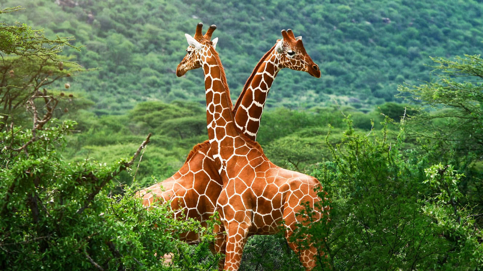 Wild Animals 桌布 壁紙 — 兩隻長頸鹿喺茂密嘅綠色灌木叢中高高企起，後面係一片樹林覆蓋嘅山坡。