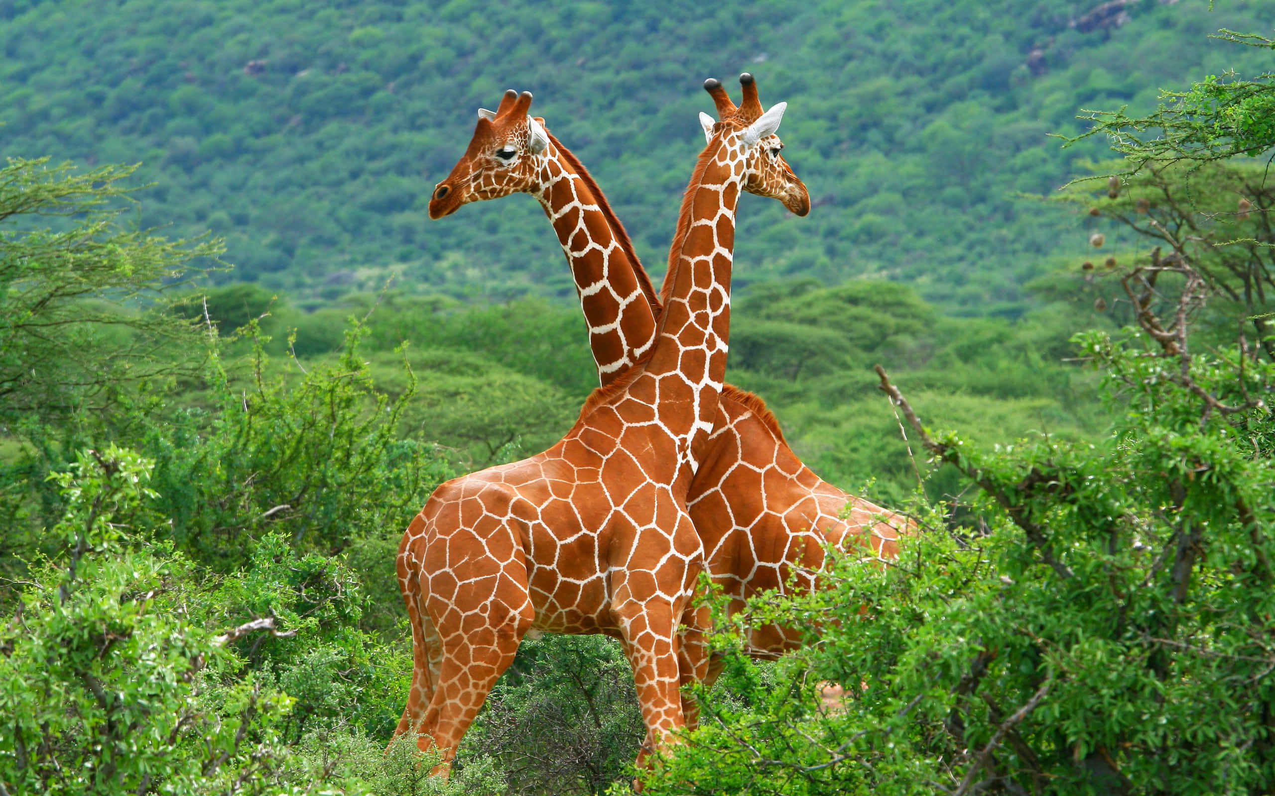 Wild Animals 桌布 壁紙 — 兩隻長頸鹿喺茂密嘅綠色稀樹草原樹葉中企得好近，後面有連綿起伏嘅山丘。