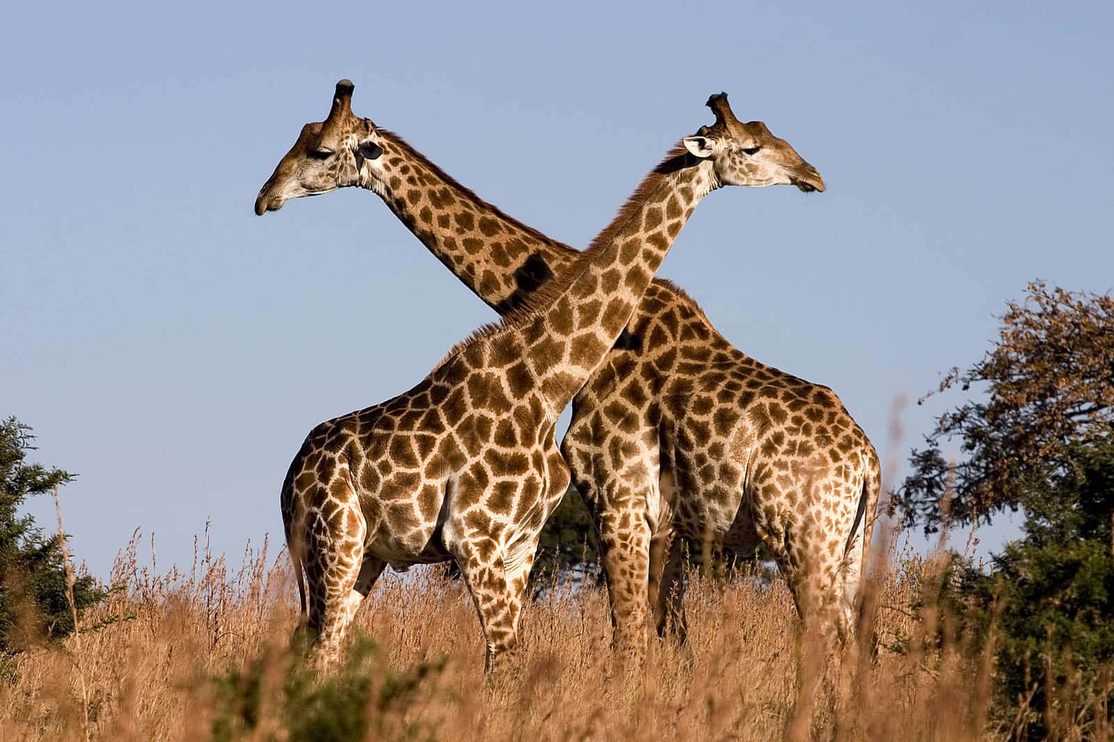 Beautiful Wildlife 桌布 壁紙 — 兩隻長頸鹿在金色草地上高高站立，背景是清澈的藍天和稀疏的樹木。