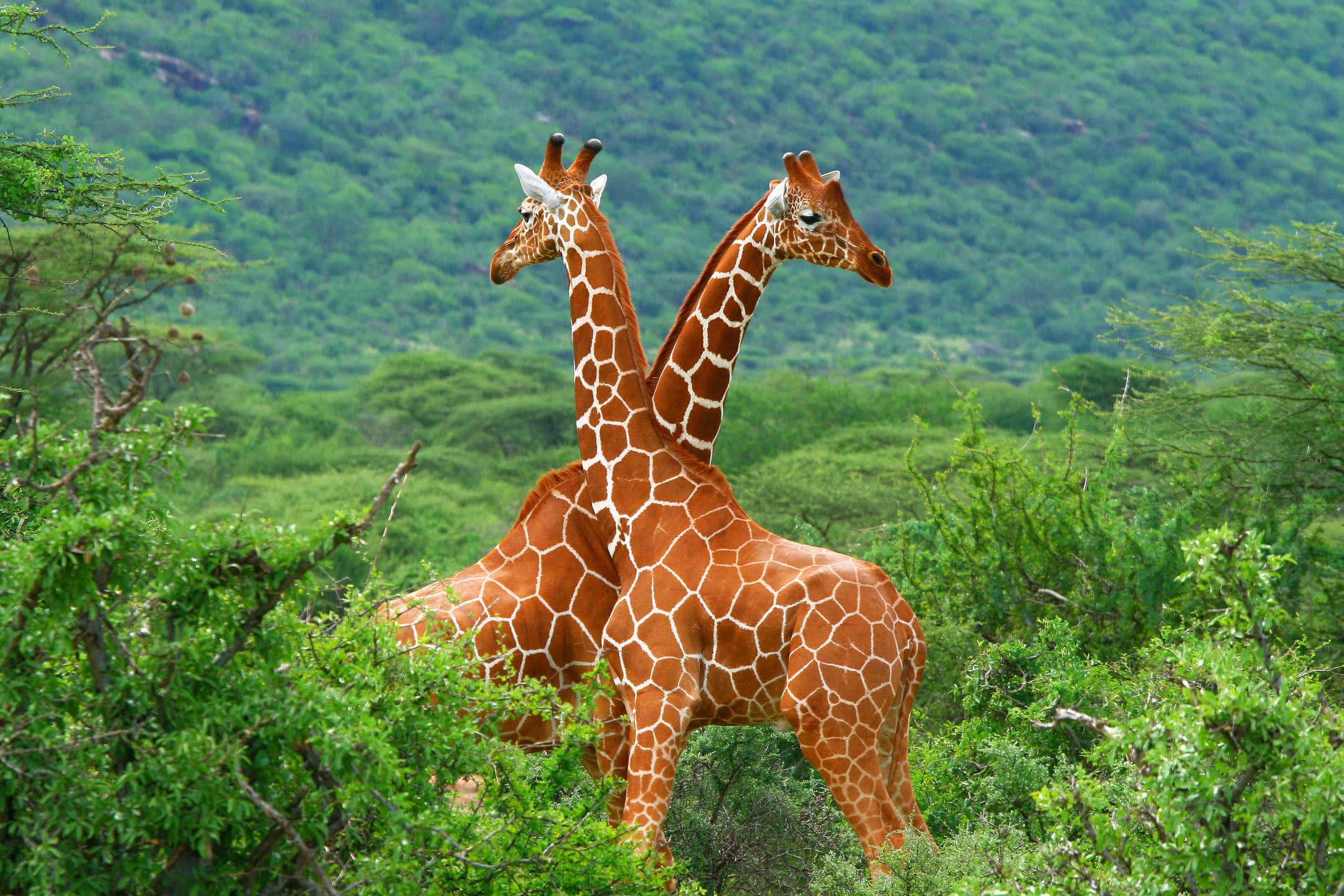 African Wildlife 桌布 壁紙 — 兩隻長頸鹿高高站立在茂密的綠色灌木叢中，身後是樹木繁茂的山坡。