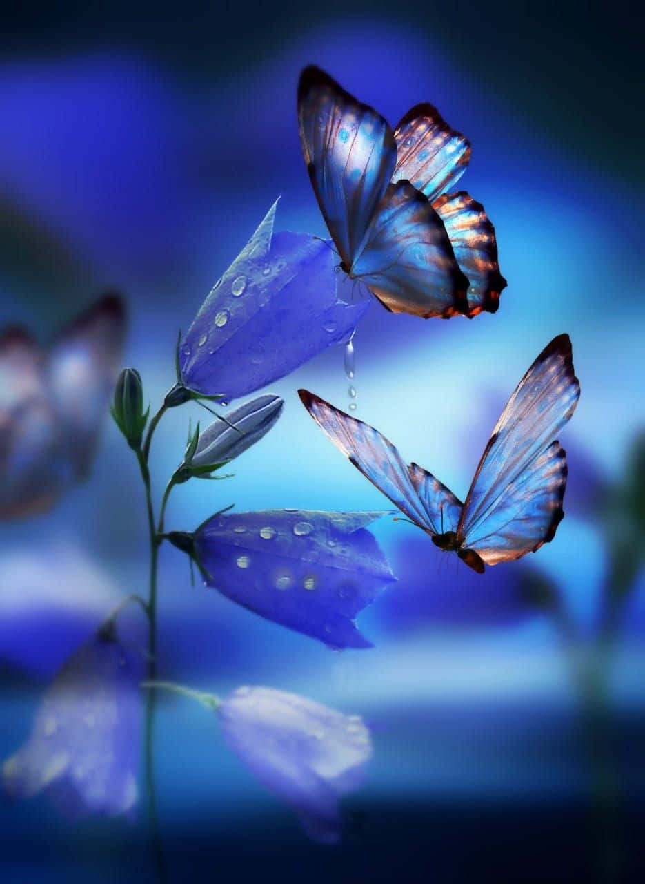 Butterfly Photography 桌布 壁紙 — 兩隻閃爍藍色蝴蝶在沾滿露水的紫色風鈴草附近盤旋，背景是夢幻的藍色漸變。