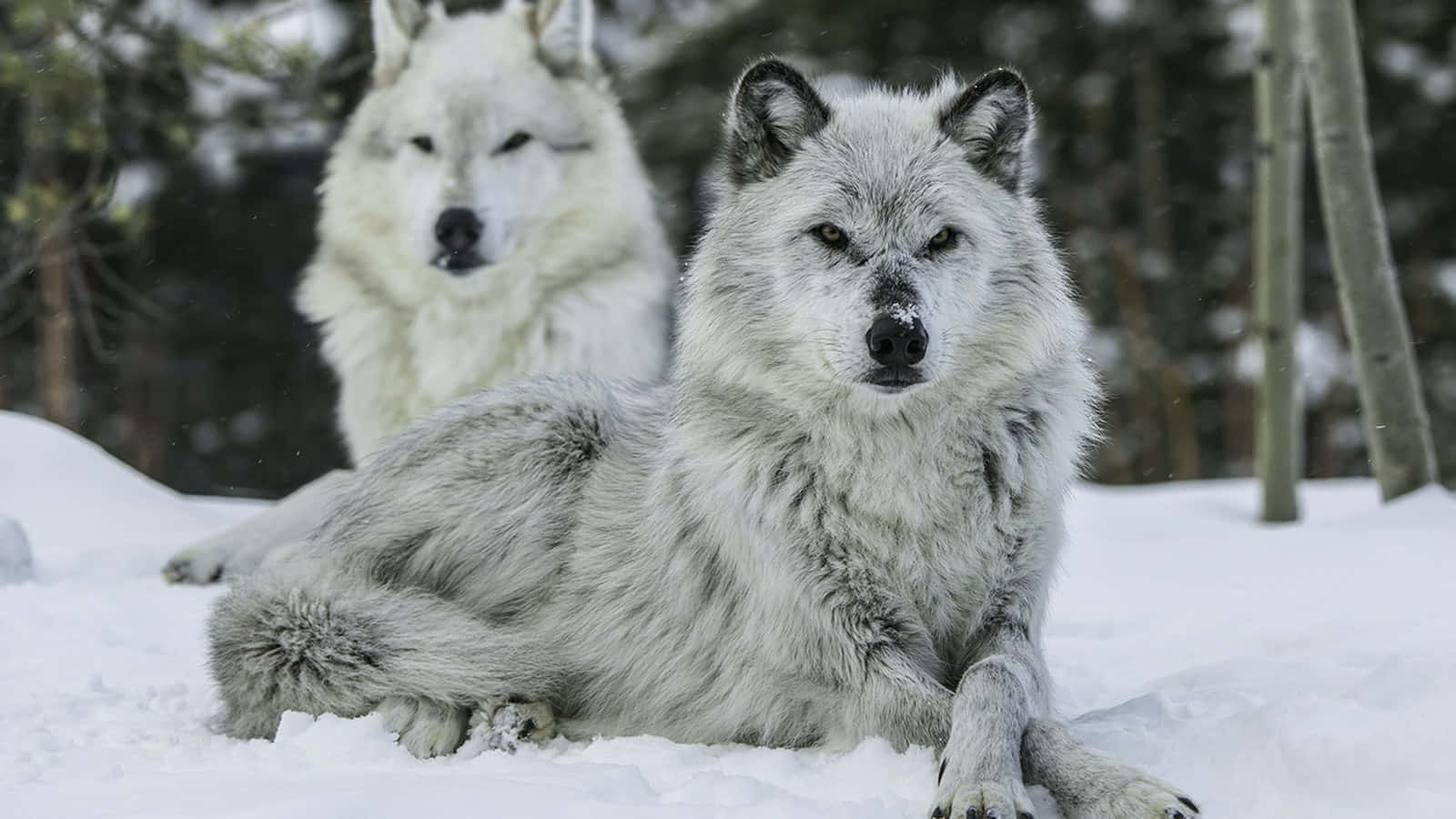 Wolf In Winter 桌布 壁紙 — 兩隻雄偉的白狼在深雪中休息，身後有松樹，背景是寒冷的冬日天空。