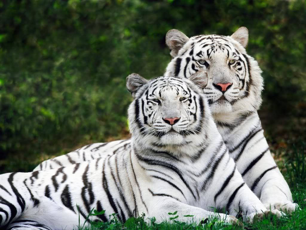 Tiger iPhone 桌布 壁紙 — 兩隻雄偉的白虎，帶有引人注目的黑色條紋，在鬱鬱蔥蔥的森林背景下，平靜地躺在鮮綠色的草地上。