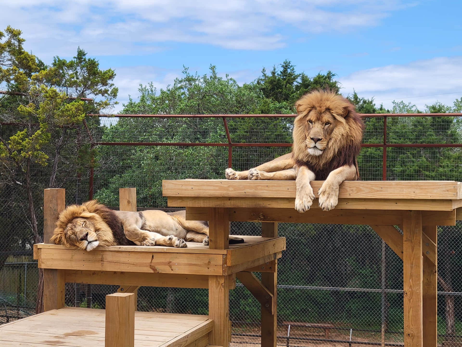 兩頭獅子喺陽光普照嘅動物園圍欄內嘅木製平台上閒逛，周圍有綠樹同籬笆。