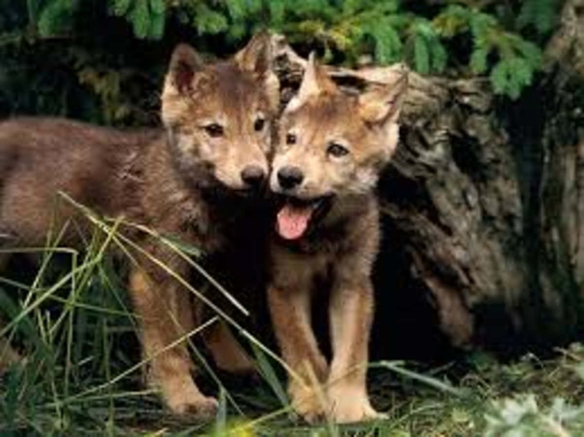 Wolf Pup 桌布 壁紙 — 兩隻頑皮嘅狼BB，毛茸茸嘅啡色毛，企喺草地森林空地度好近，一隻開心到伸脷抖氣。