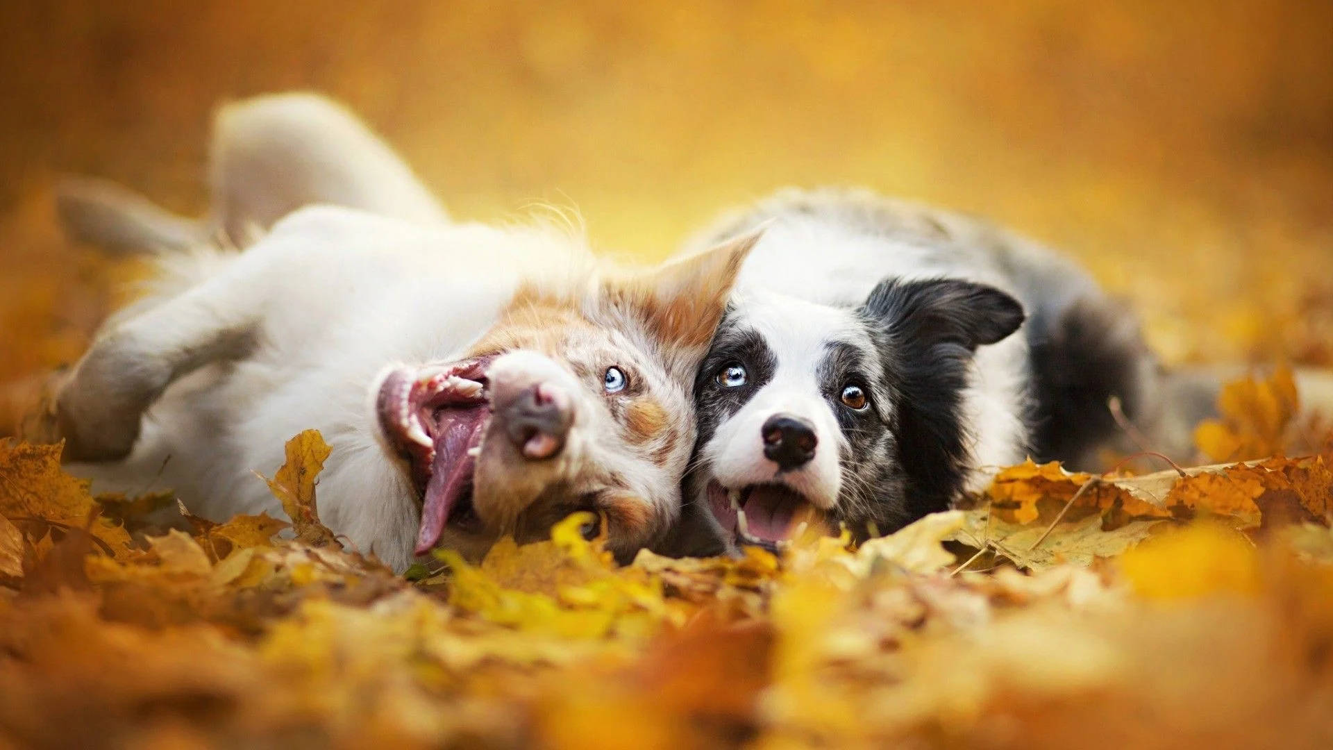 Fall Season 桌布 壁紙 — 兩隻頑皮的狗，眼睛明亮，嘴巴張開，一起躺在金色的秋葉床上。