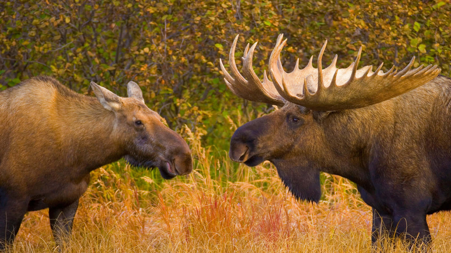moose 桌布 壁紙 — 兩隻駝鹿喺金色秋田野入面對望，背景有樹木。