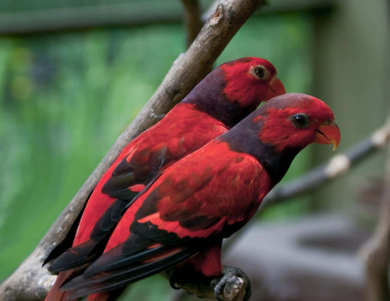 Beautiful Birds 桌布 壁紙 — 兩隻鮮紅色的彩虹鸚鵡，黑色翅膀，緊密地棲息在樹枝上，背景是柔和的綠色模糊效果。