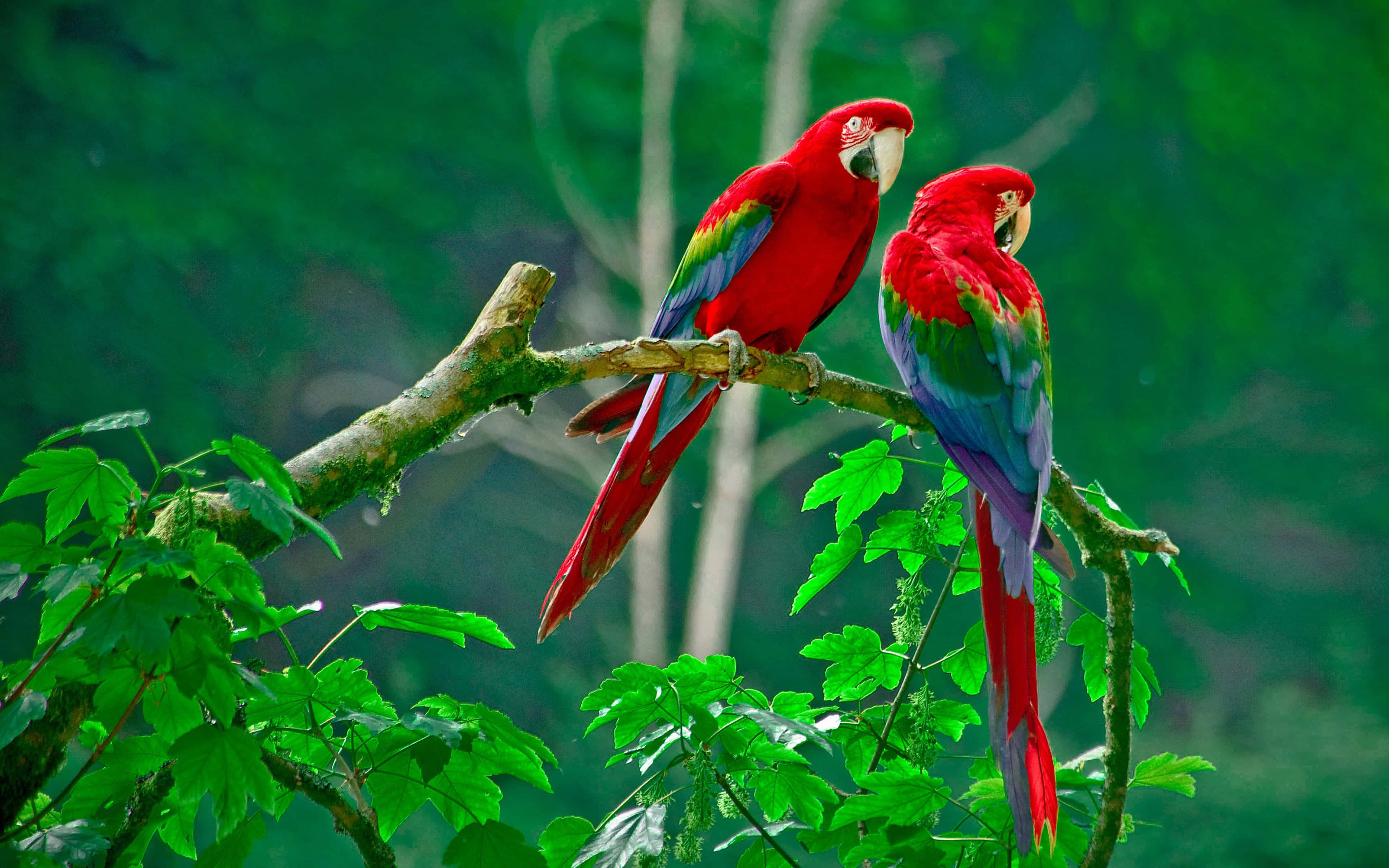 Beautiful Birds 桌布 壁紙 — 兩隻鮮紅色的金剛鸚鵡，翅膀呈綠色和藍色，並排棲息在長滿苔蘚的樹枝上，周圍是茂密的綠色樹葉。