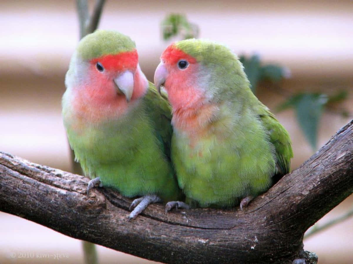 Love Birds 桌布 壁紙 — 兩隻鮮綠色、臉頰粉紅的愛情鳥緊密地棲息在粗糙的樹枝上。