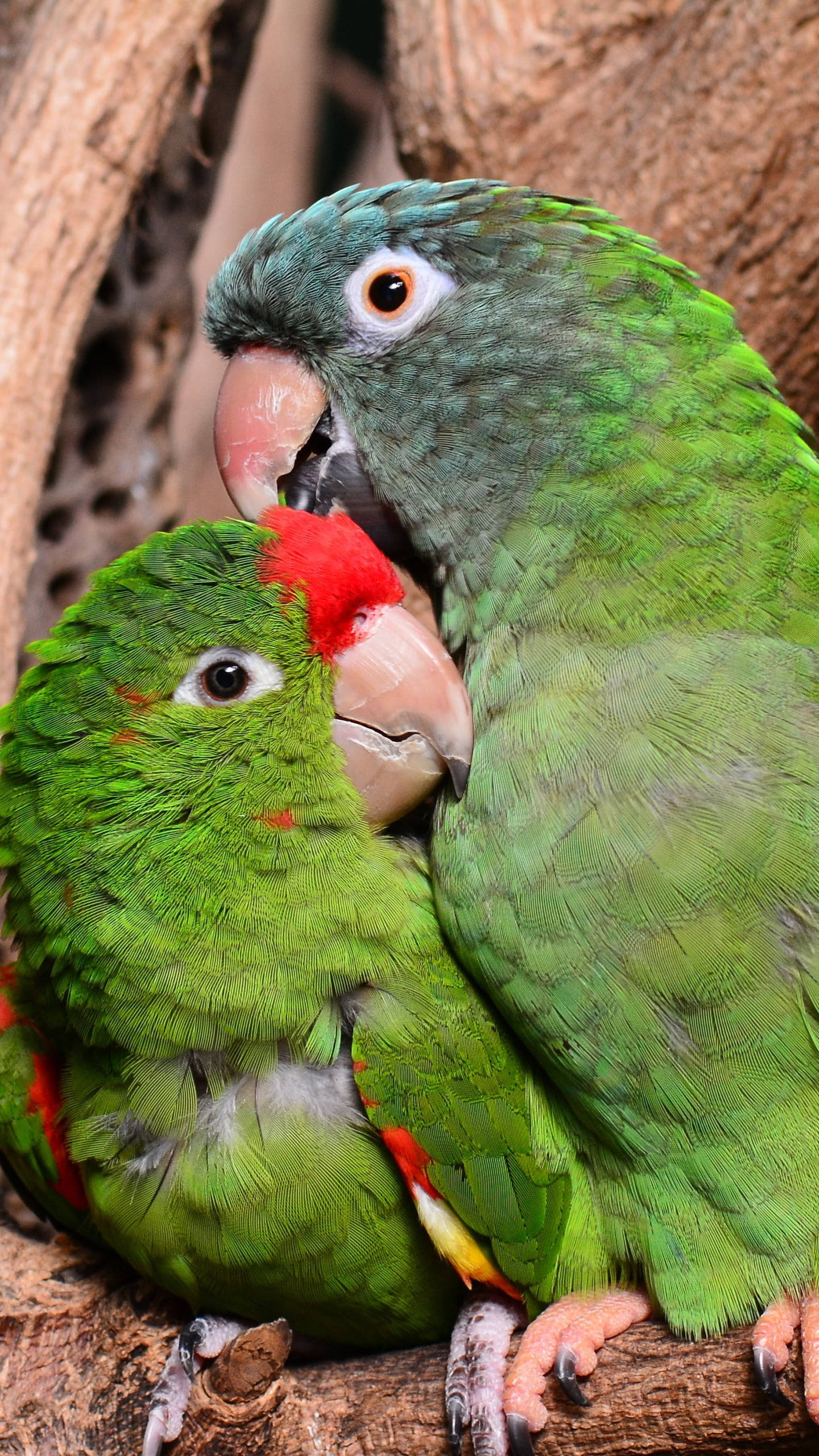 parrot 桌布 壁紙 — 兩隻鮮綠色、頭頂紅色冠羽的鸚鵡，緊密地棲息在樹枝上，在自然環境中親暱地磨蹭。