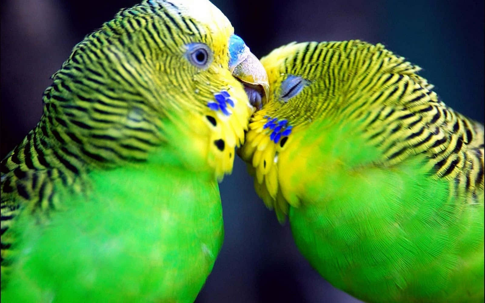 Love Birds 桌布 壁紙 — 兩隻鮮綠色和黃色的虎皮鸚鵡在深色模糊背景下，帶有藍色面部標記，親暱地互相依偎。