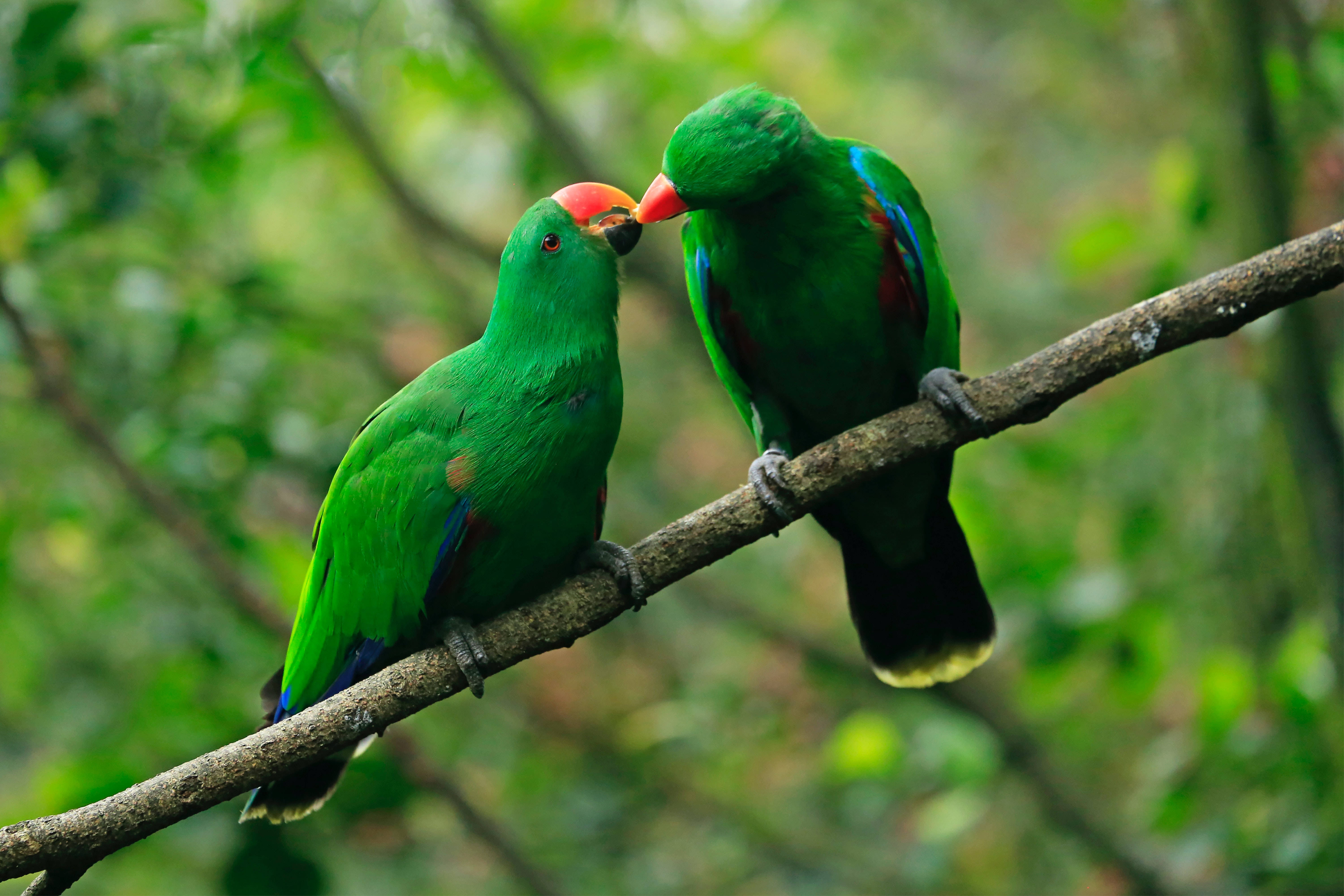 parrot 桌布 壁紙 — 兩隻鮮綠色嘅鸚鵡，紅色嘅喙企喺樹枝上，喺茂密嘅森林環境中輕輕觸碰喙。