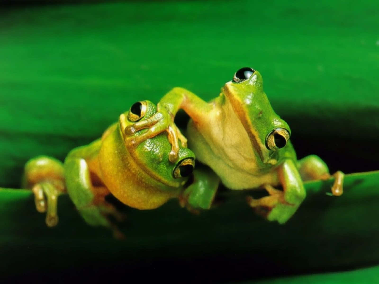 Aesthetic Frog 桌布 壁紙 — 兩隻鮮綠色樹蛙緊貼著一片葉子，擁有明亮的大眼睛和紋理皮膚，在茂密的叢林環境中。