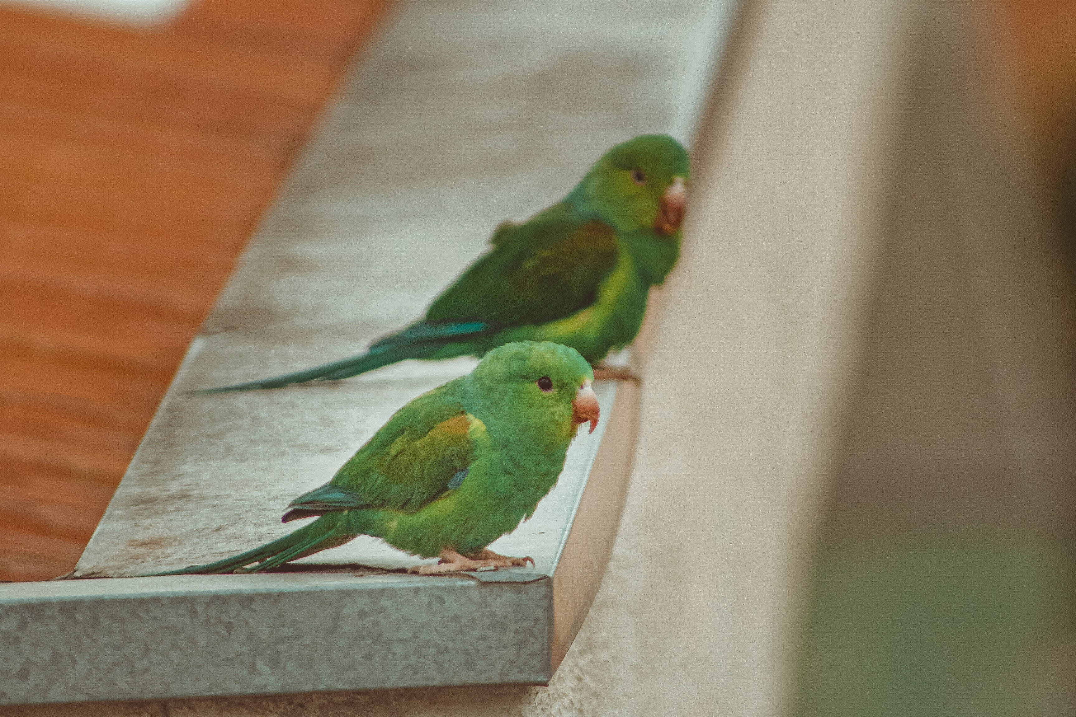 parrot 桌布 壁紙 — 兩隻鮮綠色鸚鵡並排棲息在混凝土邊緣上，背景係溫暖嘅木質。
