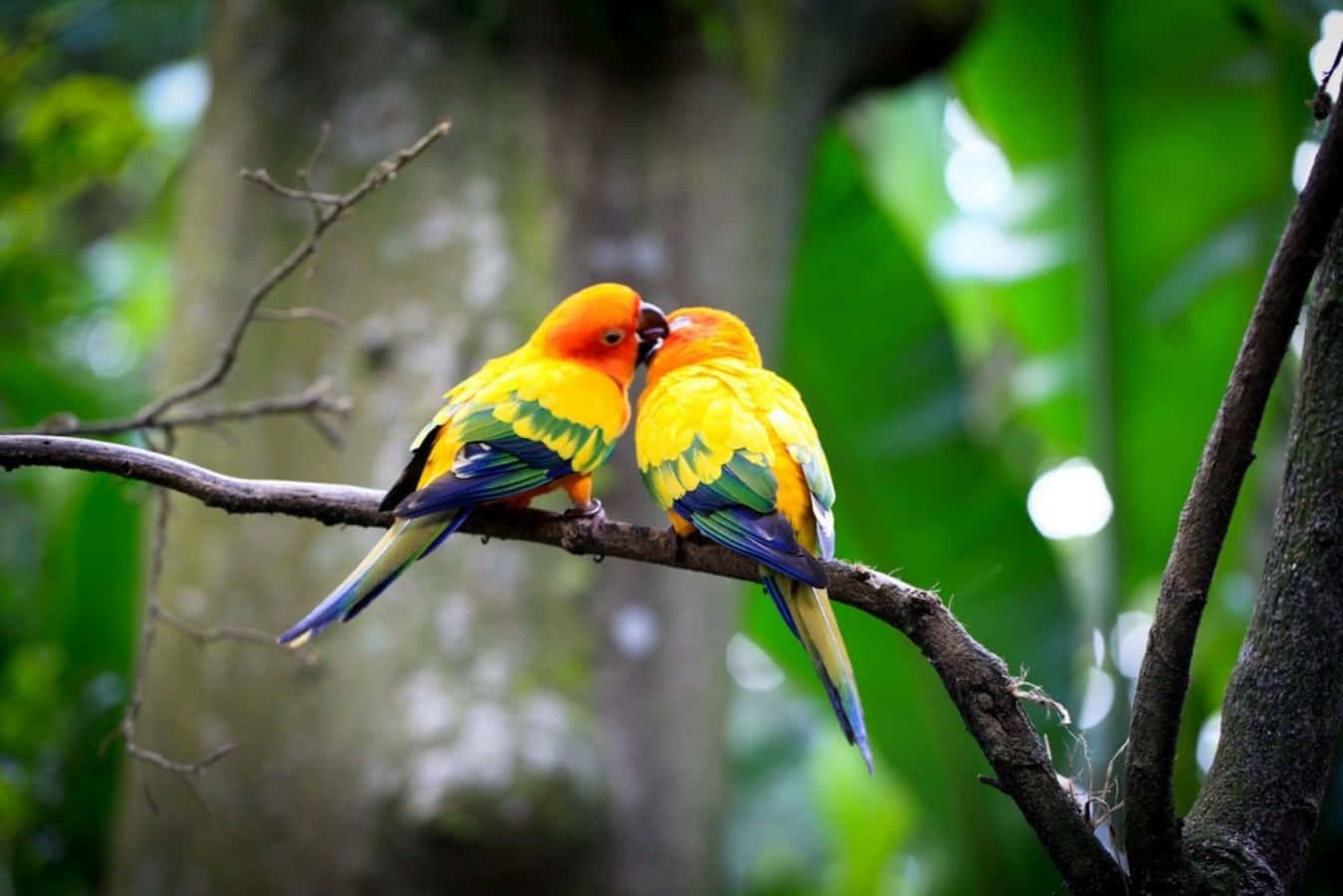 Love Birds 桌布 壁紙 — 兩隻鮮豔的太陽錐尾鸚鵡緊密地棲息在茂密綠色森林的樹枝上，鳥喙輕觸，展現溫柔一刻。