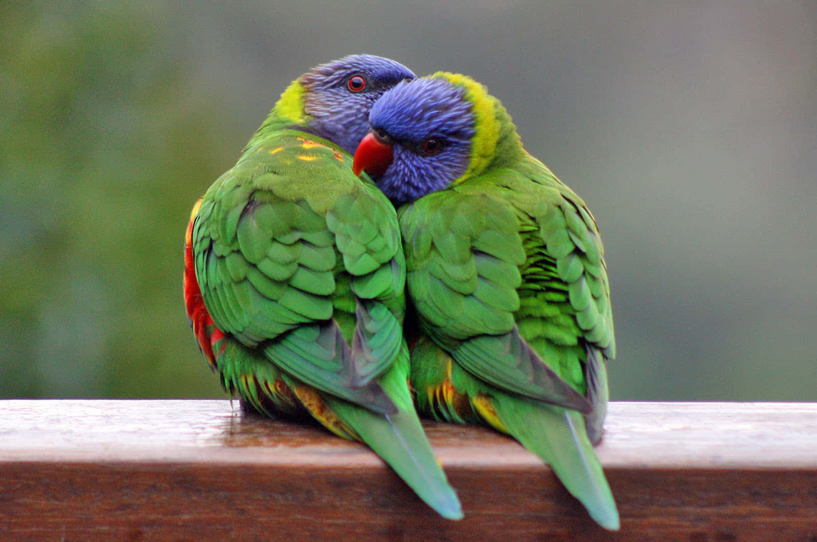Beautiful Birds 桌布 壁紙 — 兩隻鮮豔的彩虹鸚鵡緊密地棲息在木製欄杆上，牠們的綠色、藍色和紅色羽毛在模糊的自然背景下柔和地發光。