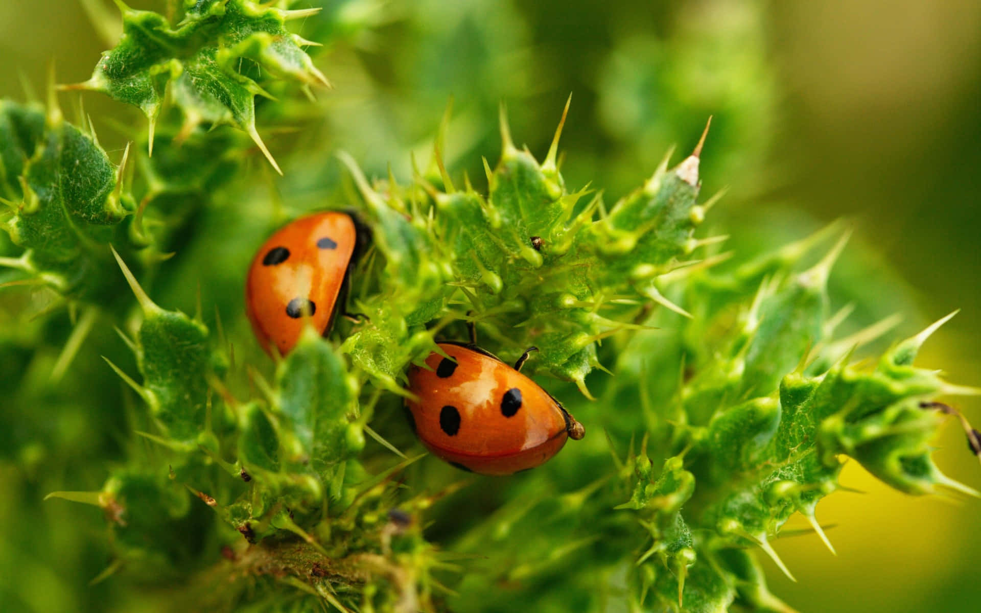 ladybug 桌布 壁紙 — 兩隻鮮豔的橙色瓢蟲帶有黑色斑點，在陽光明媚的特寫中緊貼著帶刺的綠色薊葉。