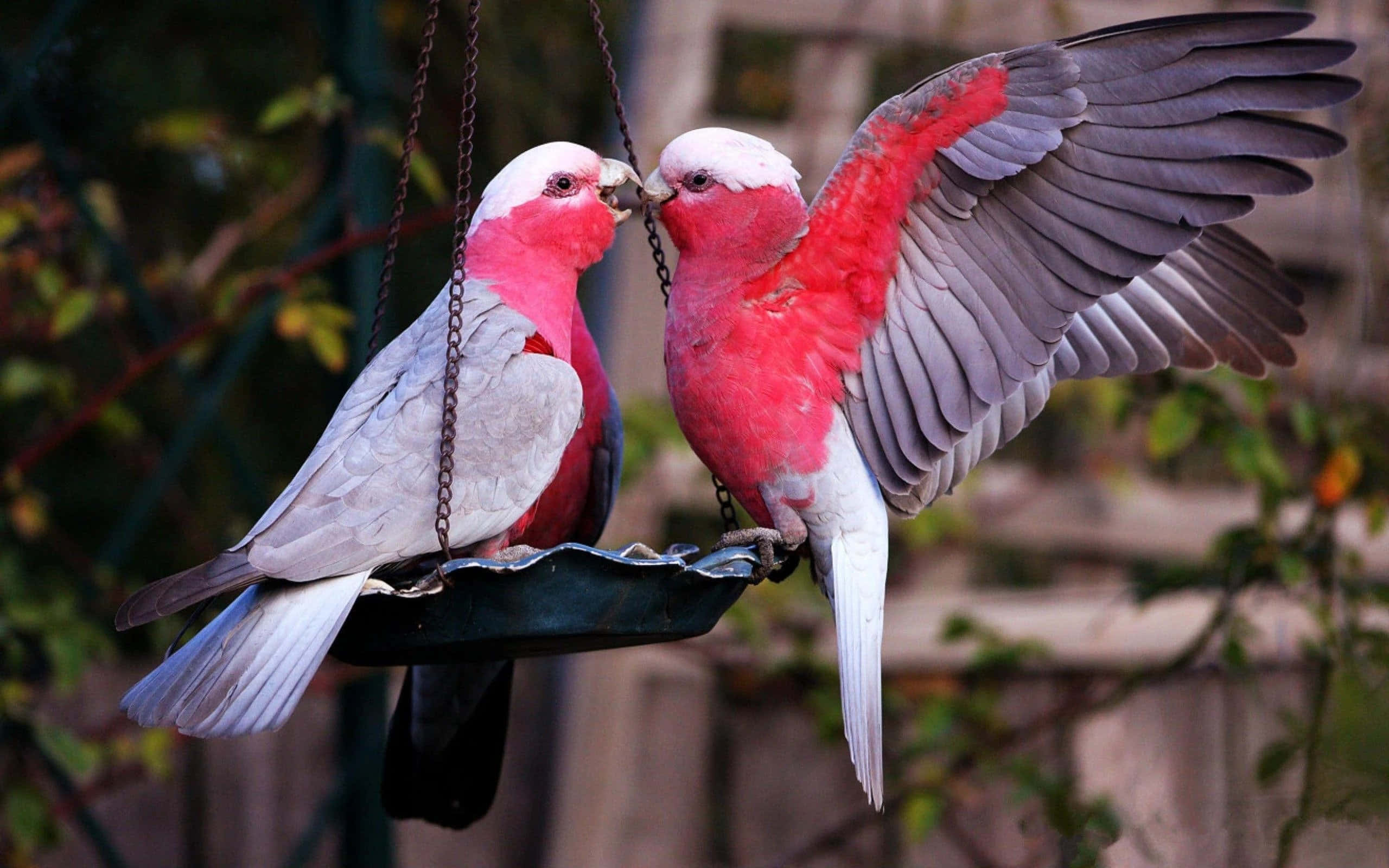 Love Birds 桌布 壁紙 — 兩隻鮮豔的粉紅色和灰色鳳頭鸚鵡棲息在懸掛式餵食器上，在茂密的綠色花園中互相摩擦喙部。
